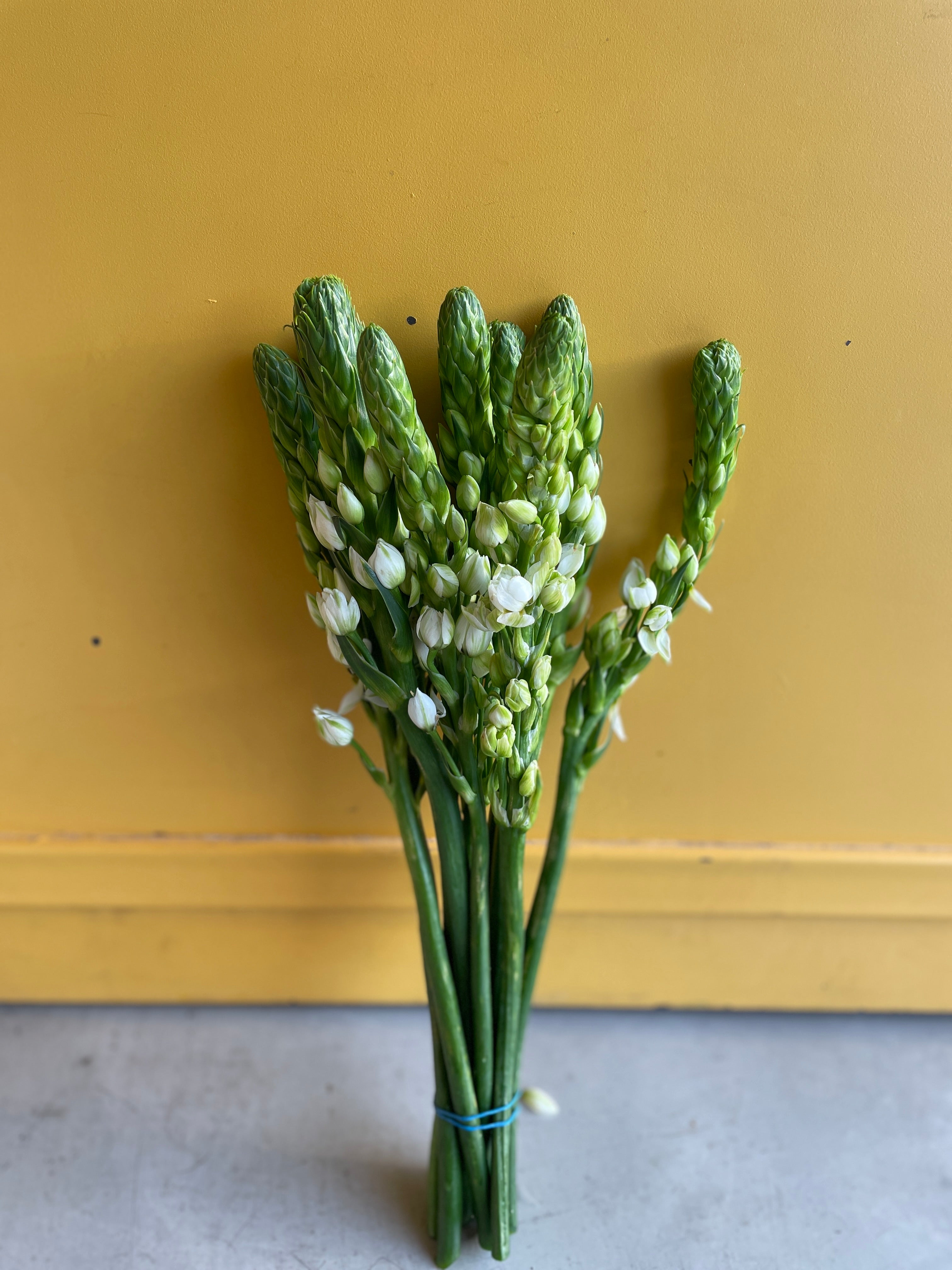 Ornithogalum اورثاجانوم