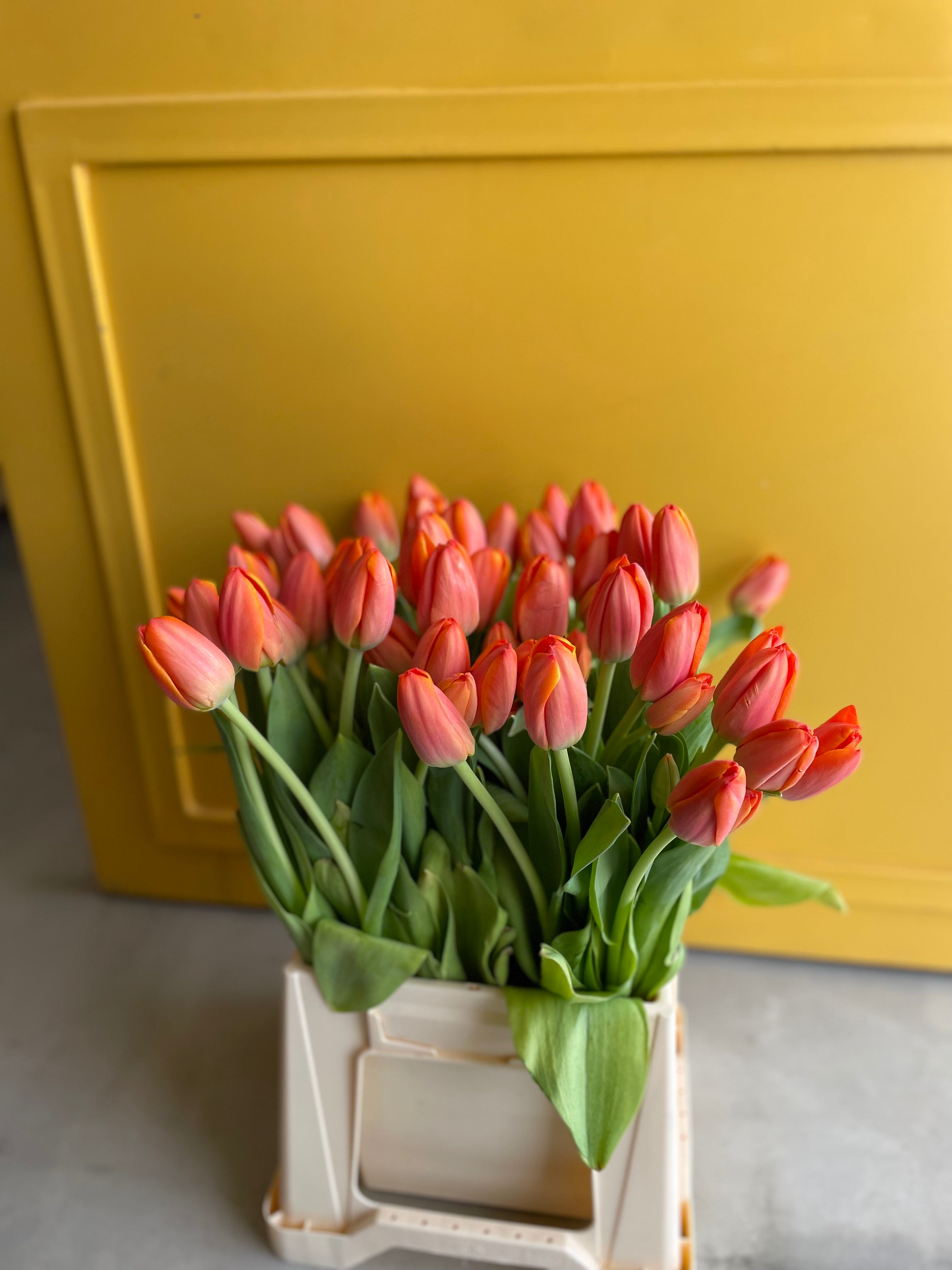 Tulip AD REM Orange توليب