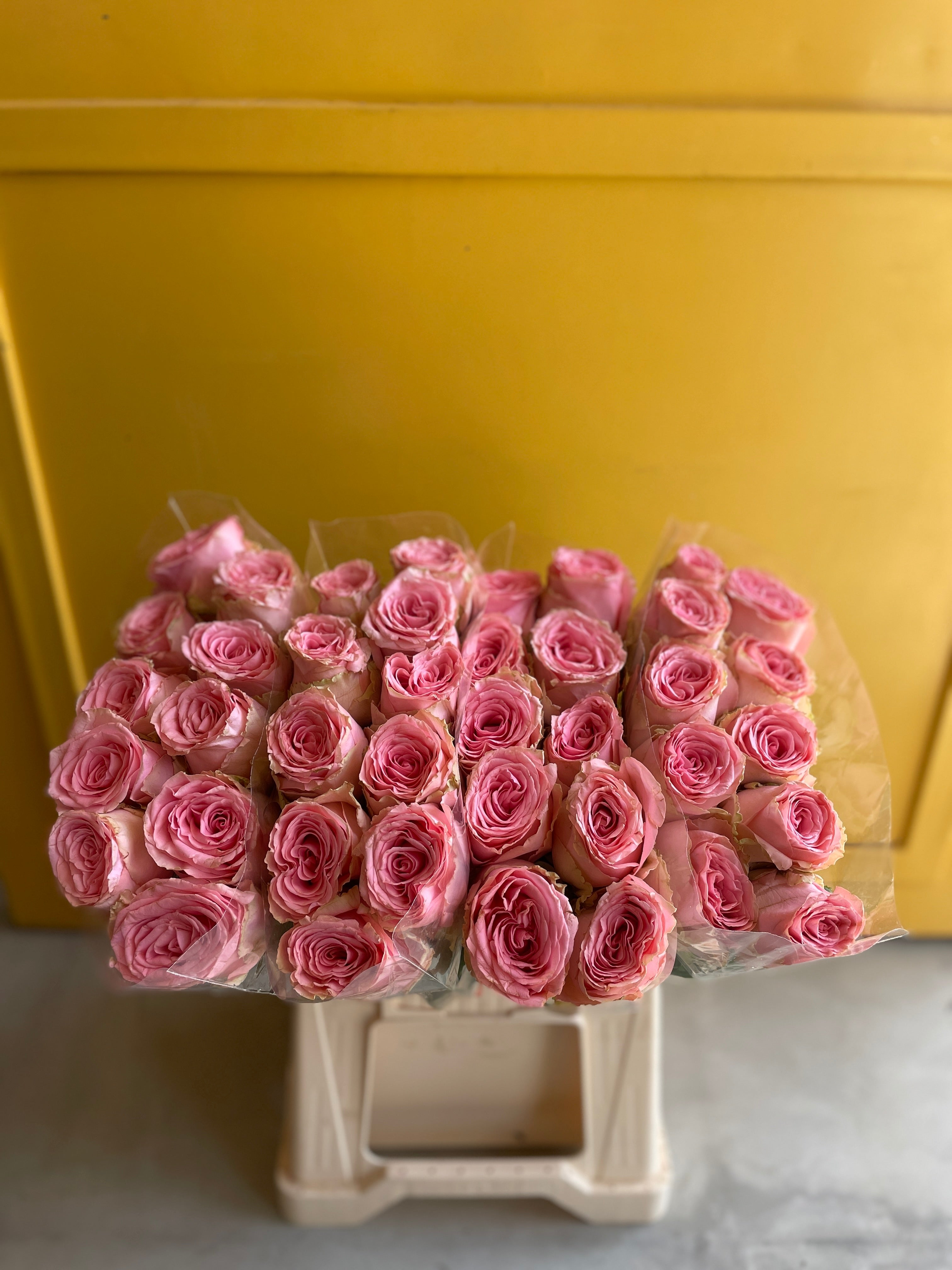 Rose Sophia