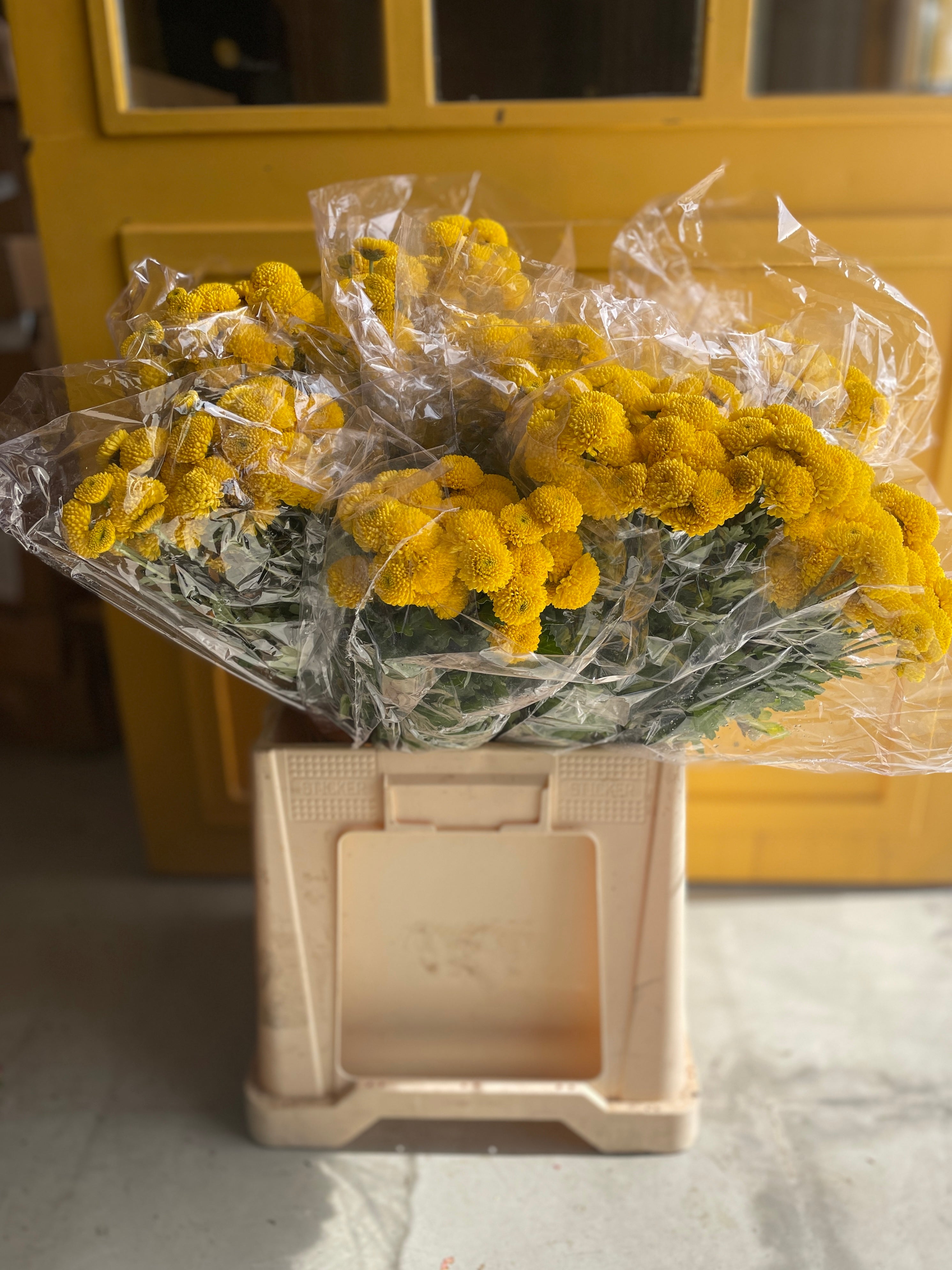 Chrysanthemum Loly Bop Yellow Eg كرسانثيوم