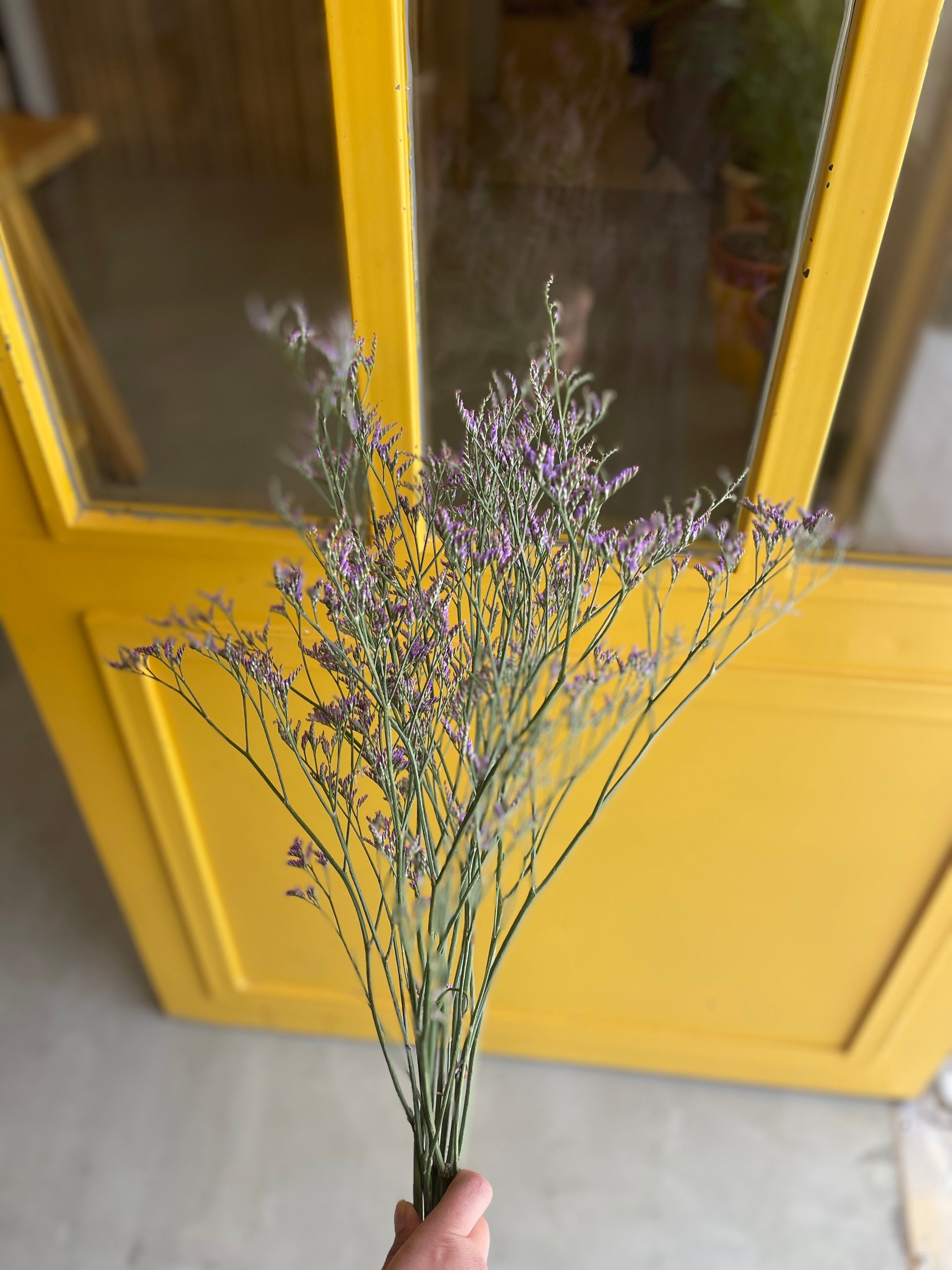 Limonium Safora Purple ليمونيوم