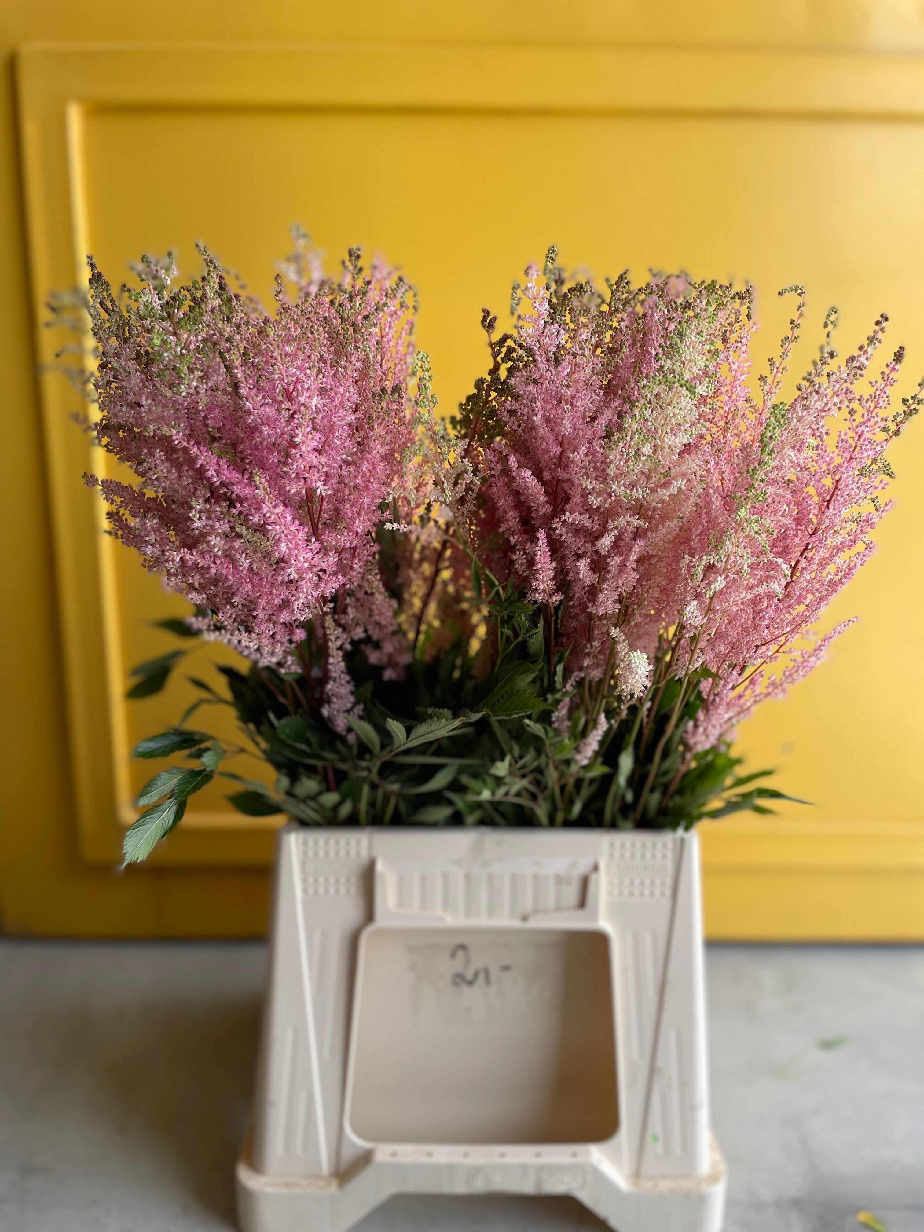 Astilbe Pink استلبي