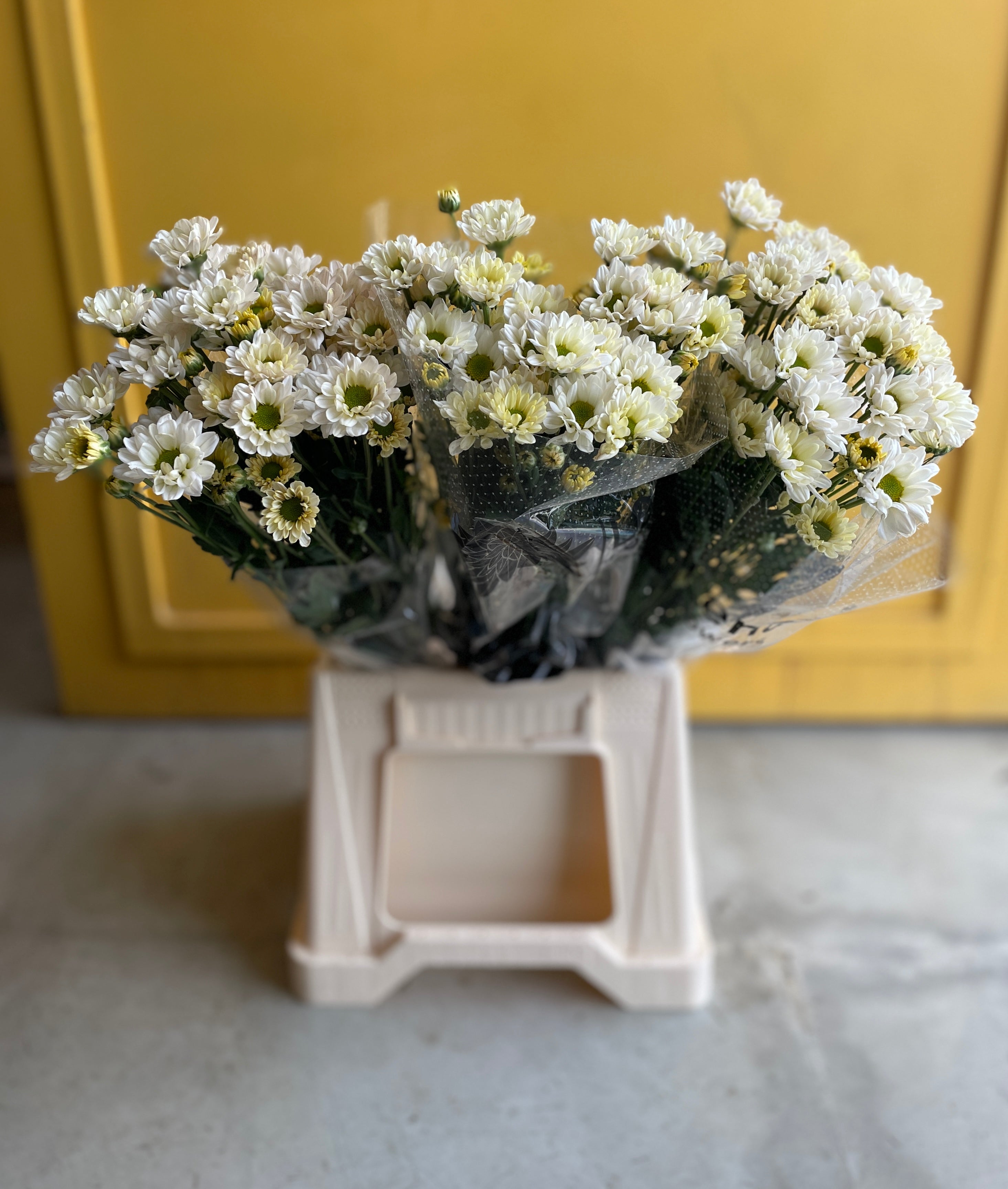 Chrysanthemum Santini white Green Ke كرسانثيوم