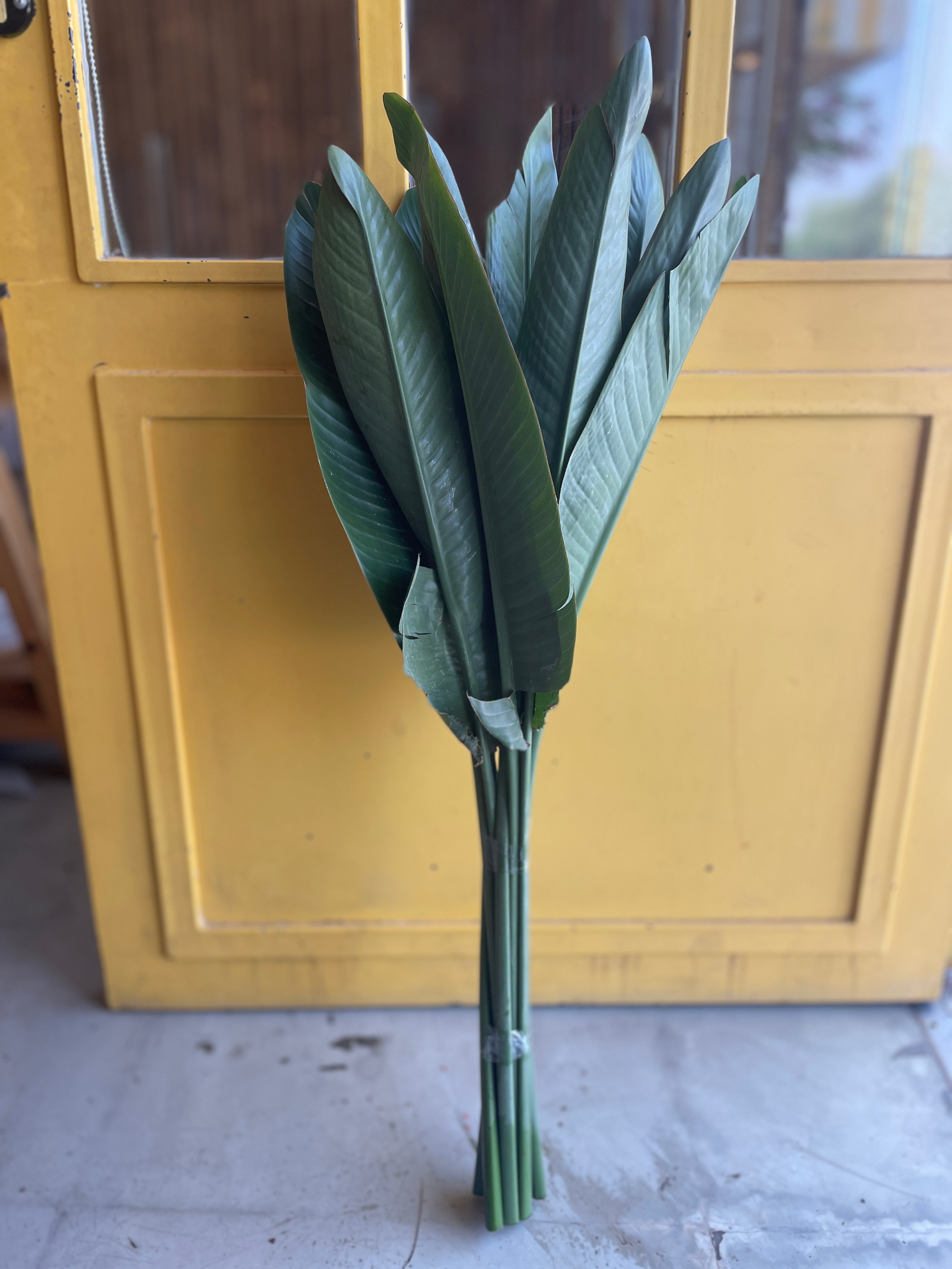 Strelitzia Leaves ورق اخضر