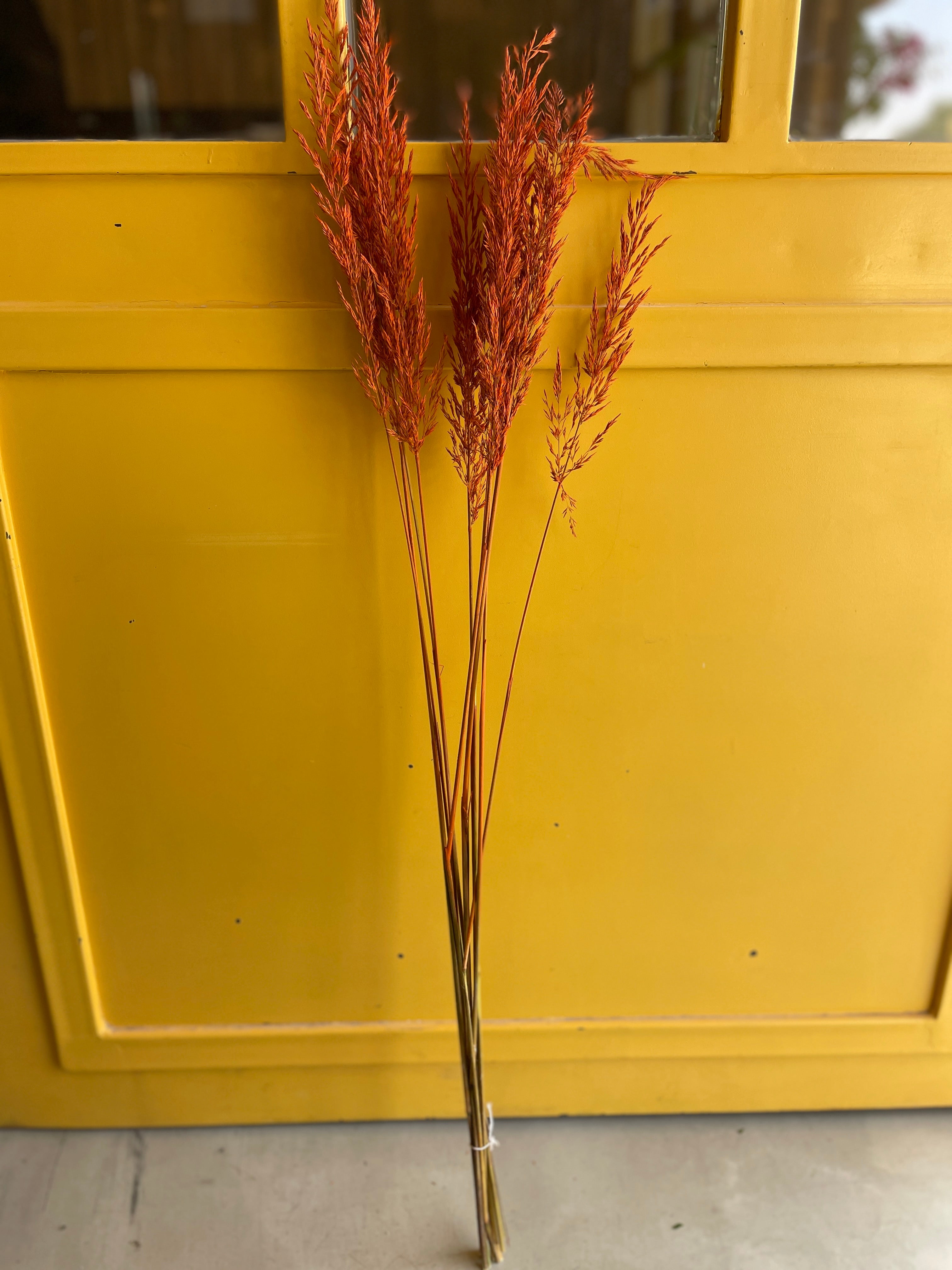 CALAMAGROSTIS BRACHY Orange