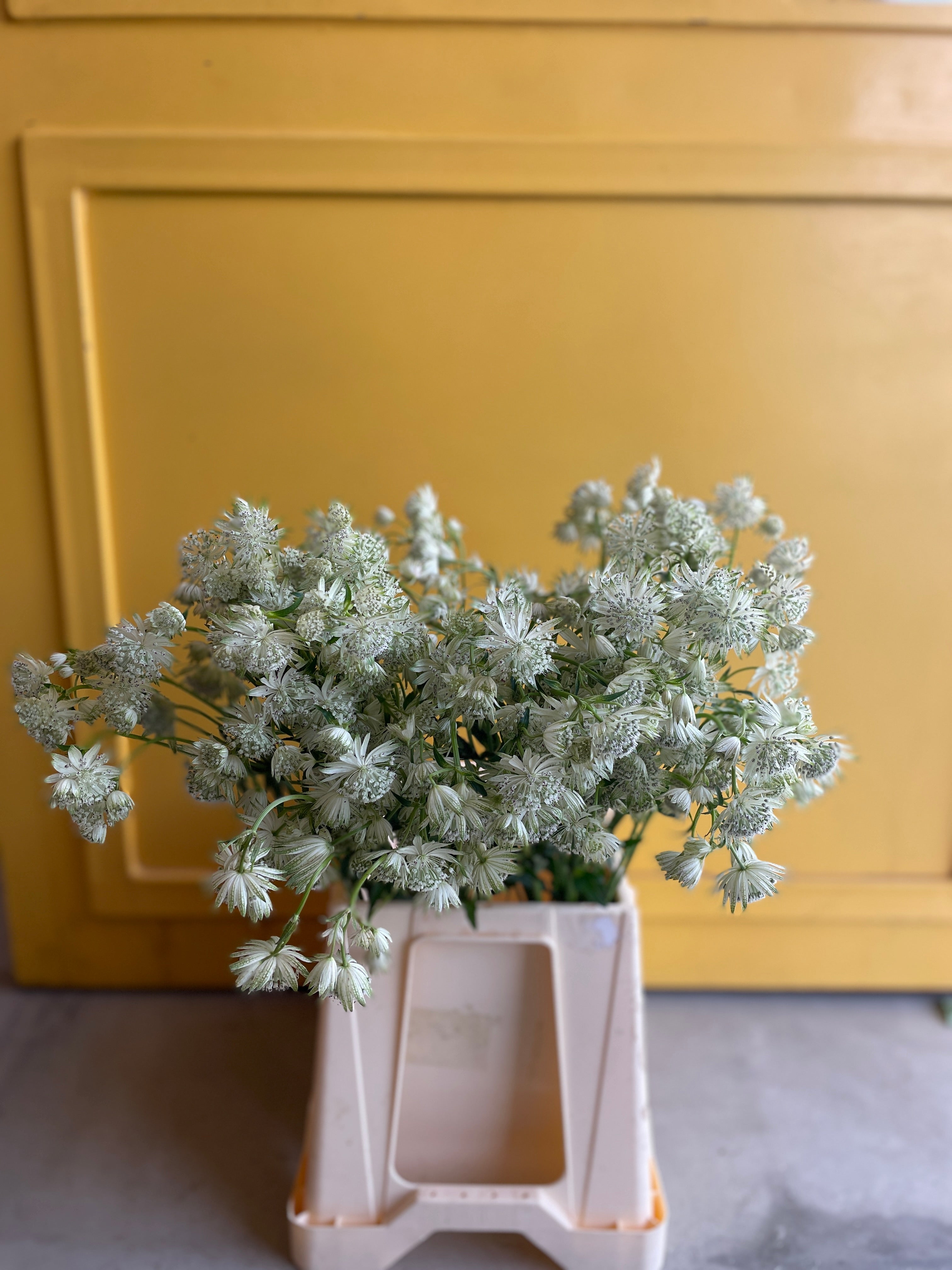 Astrantia White استرنتيا