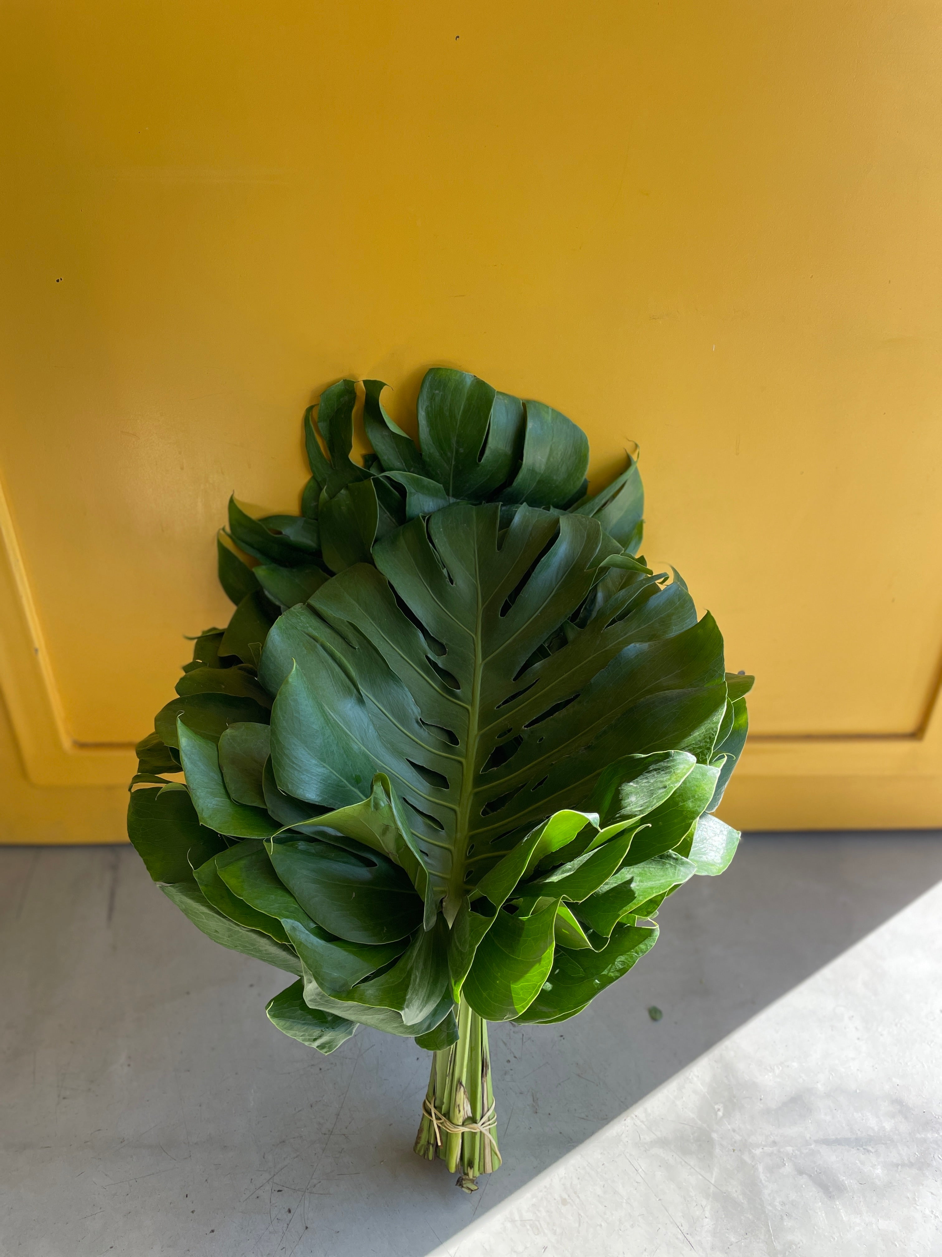 Monstera leaves ورق اخضر