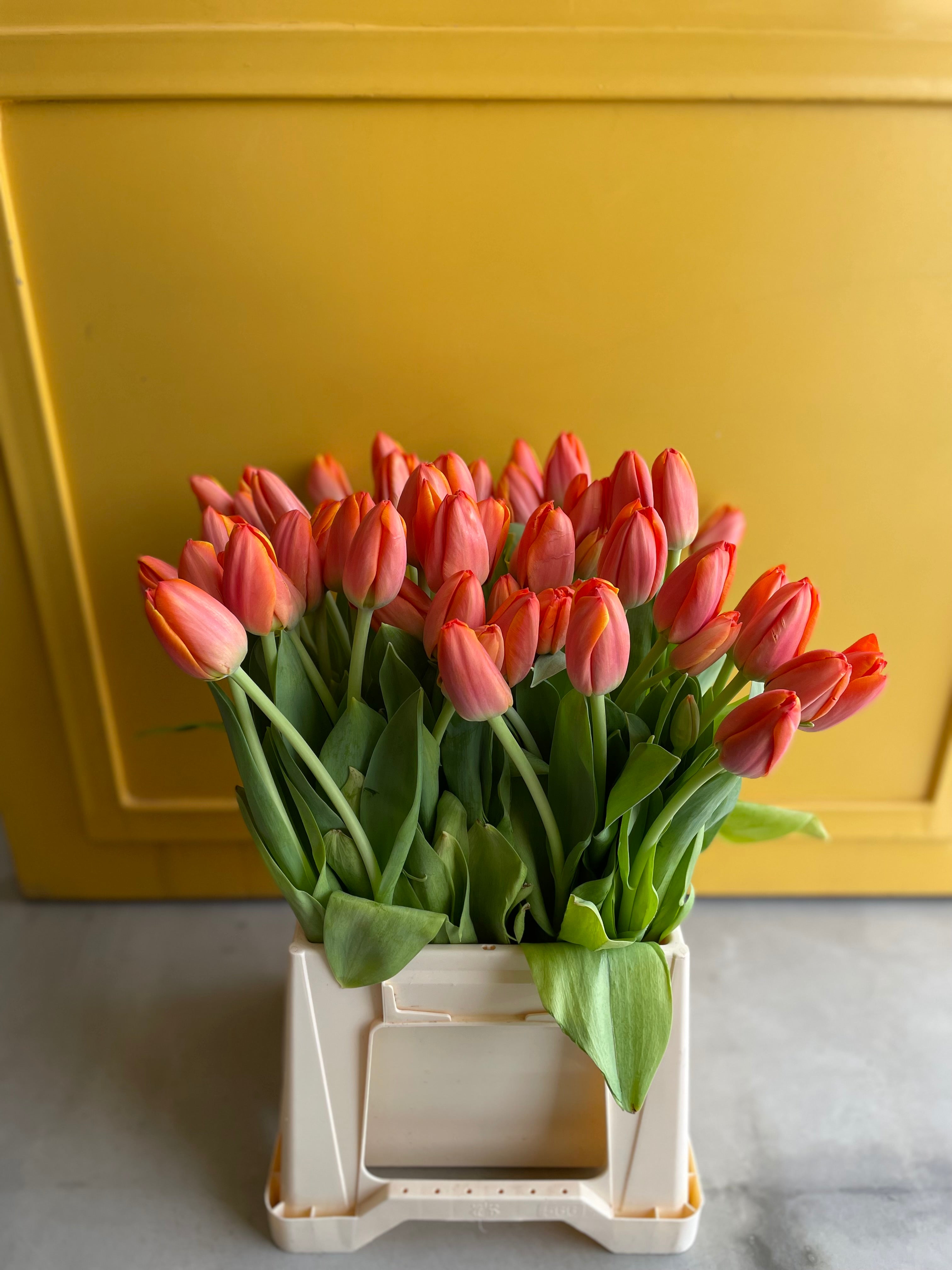 Tulip AD REM Orange توليب