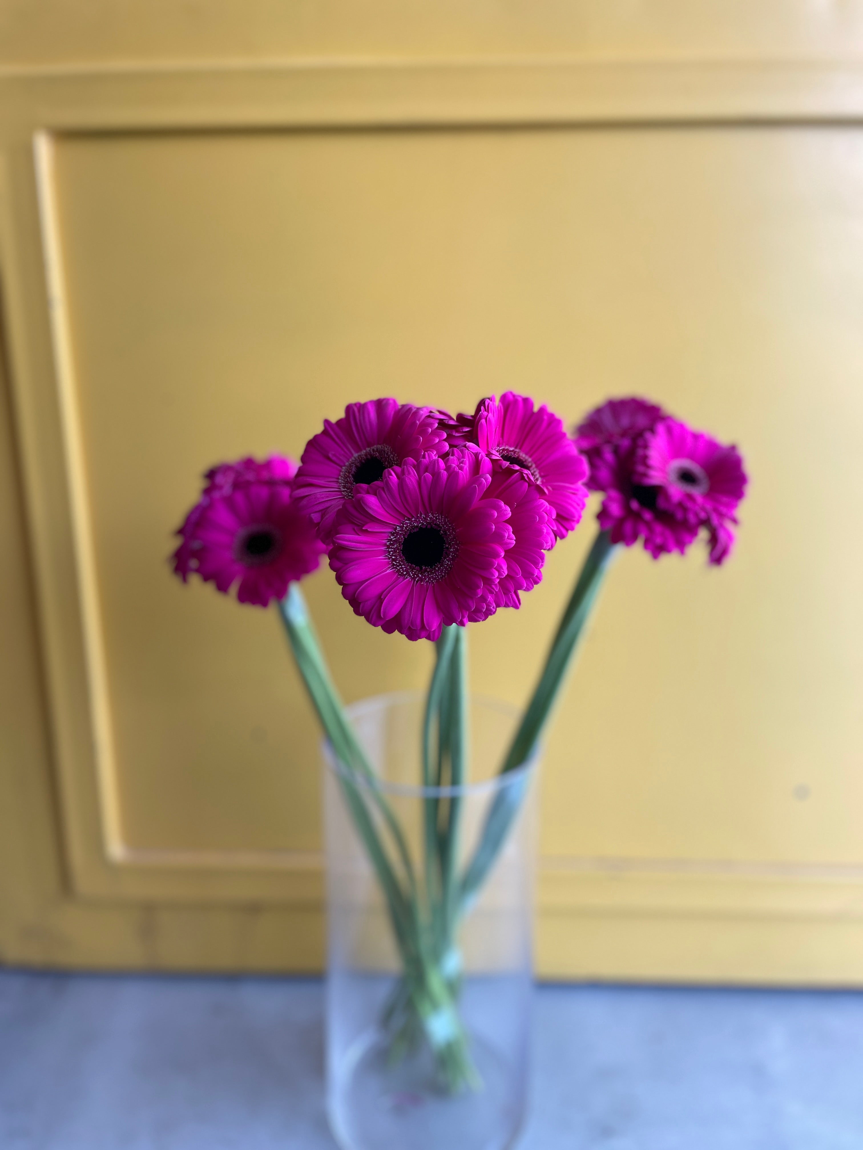 Gerbera Anna جربيرا