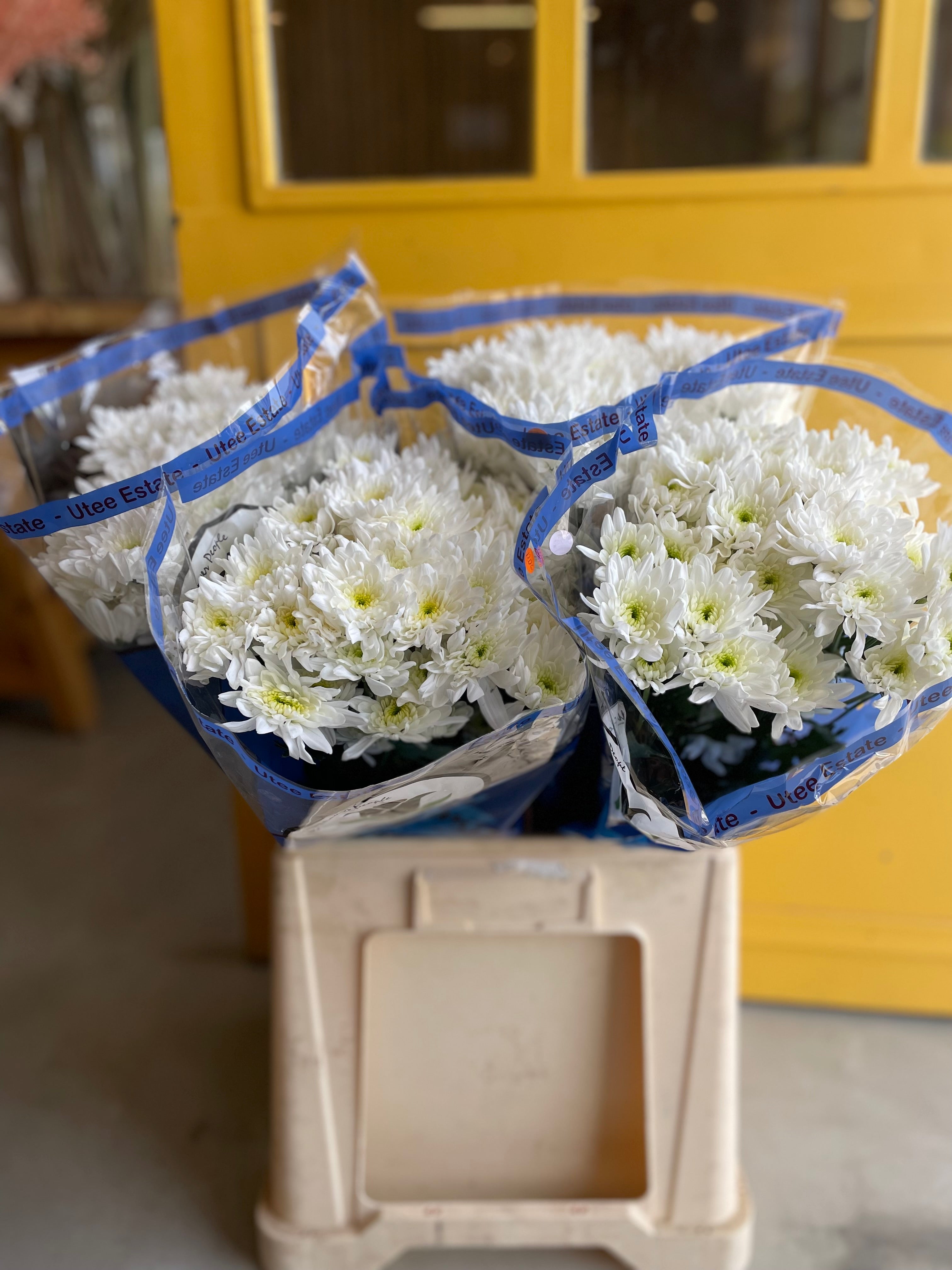 Chrysanthemum Floyd White KE كرسانثيوم