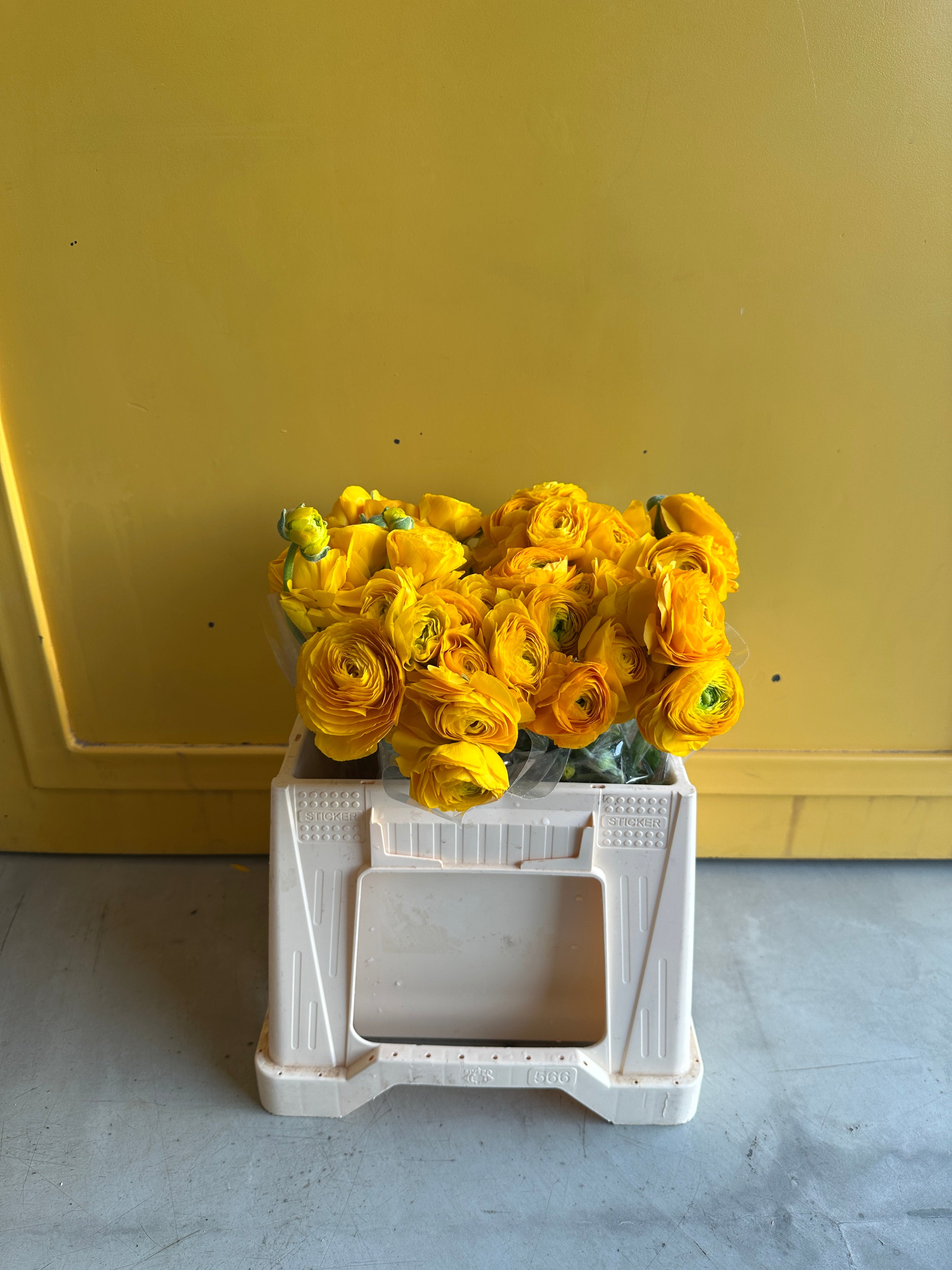 Ranunculus Yellow EG ريننكلس