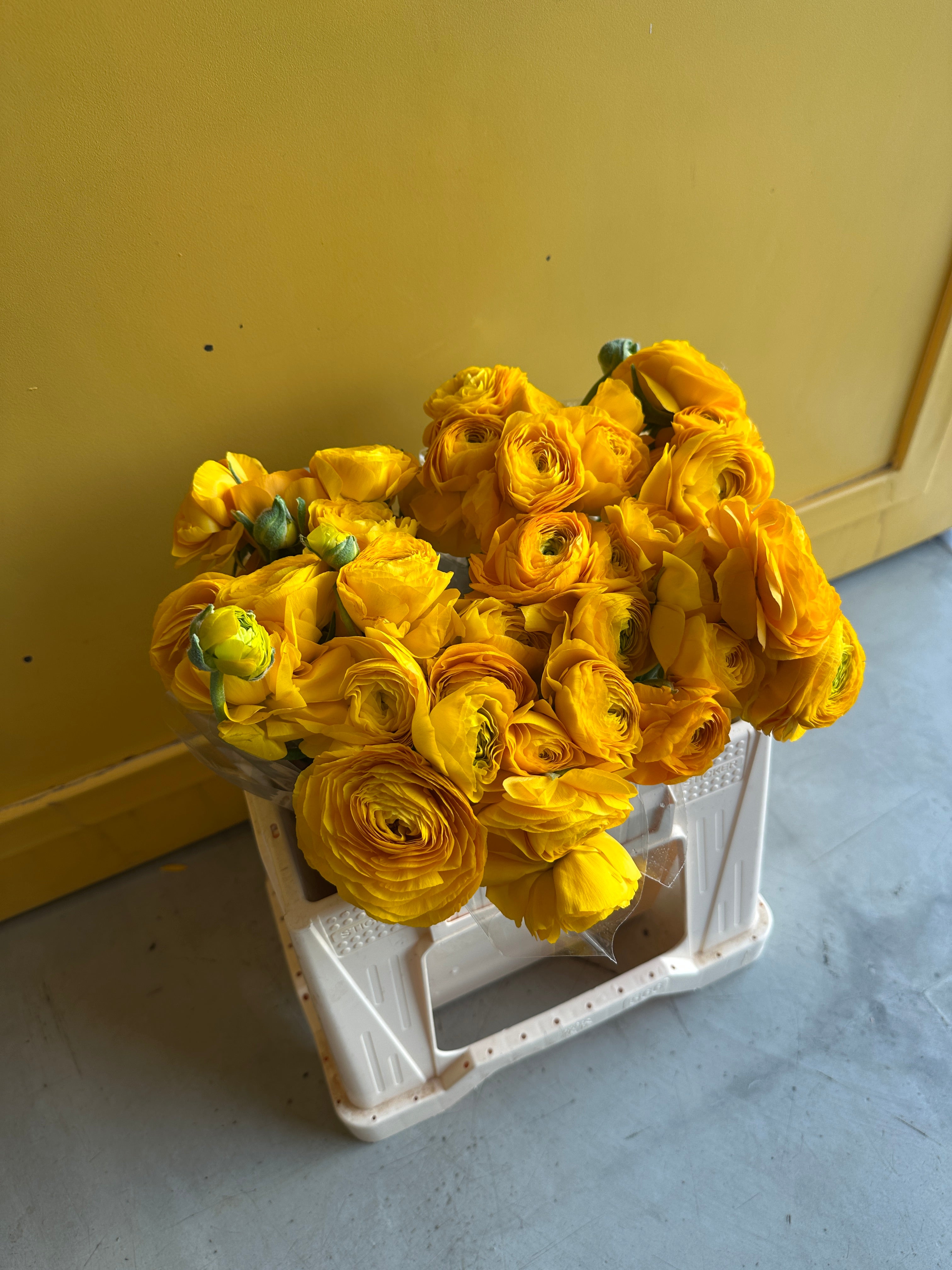 Ranunculus Yellow EG ريننكلس