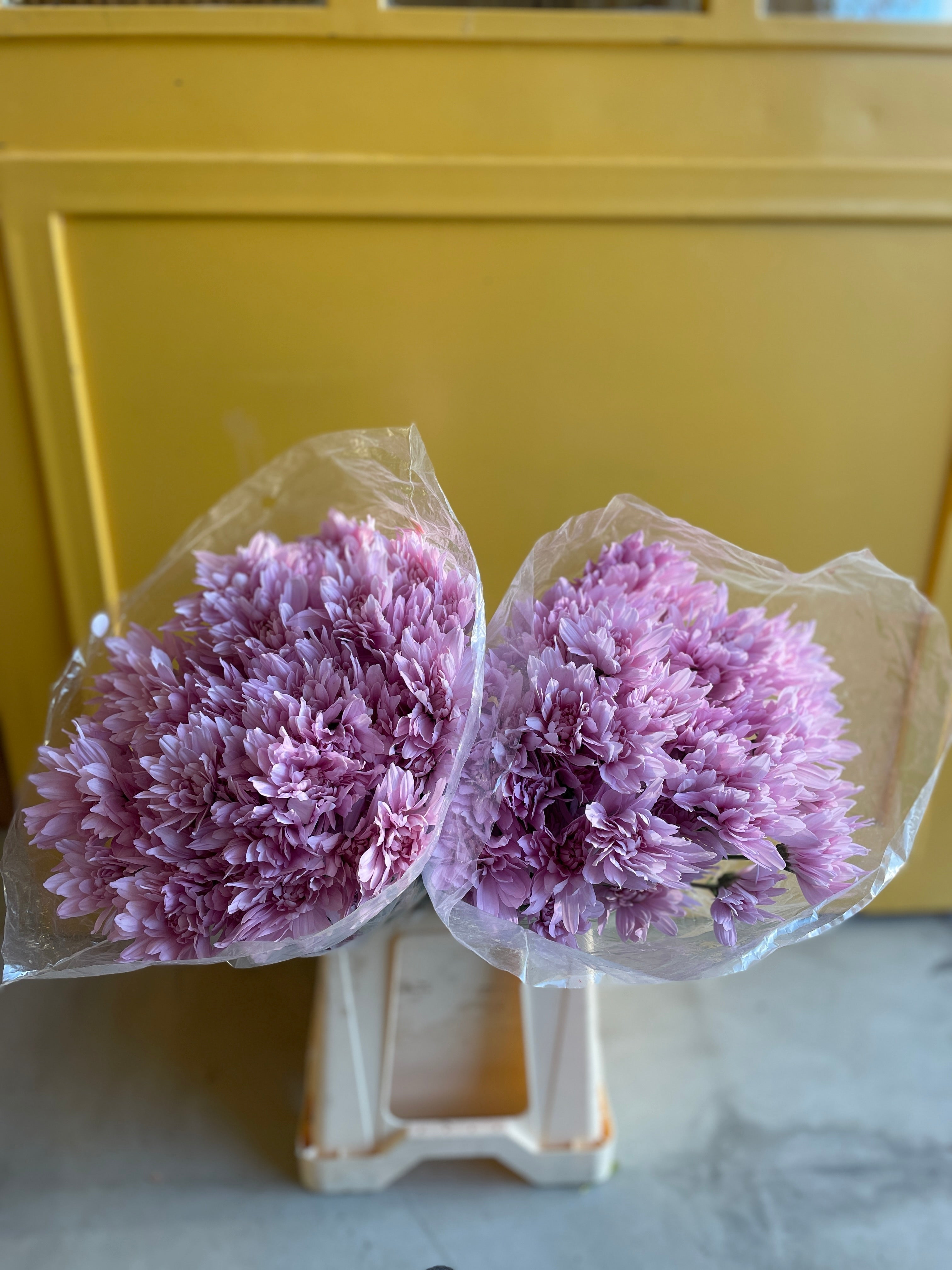 Chrysanthemum Petrushka Pink KE