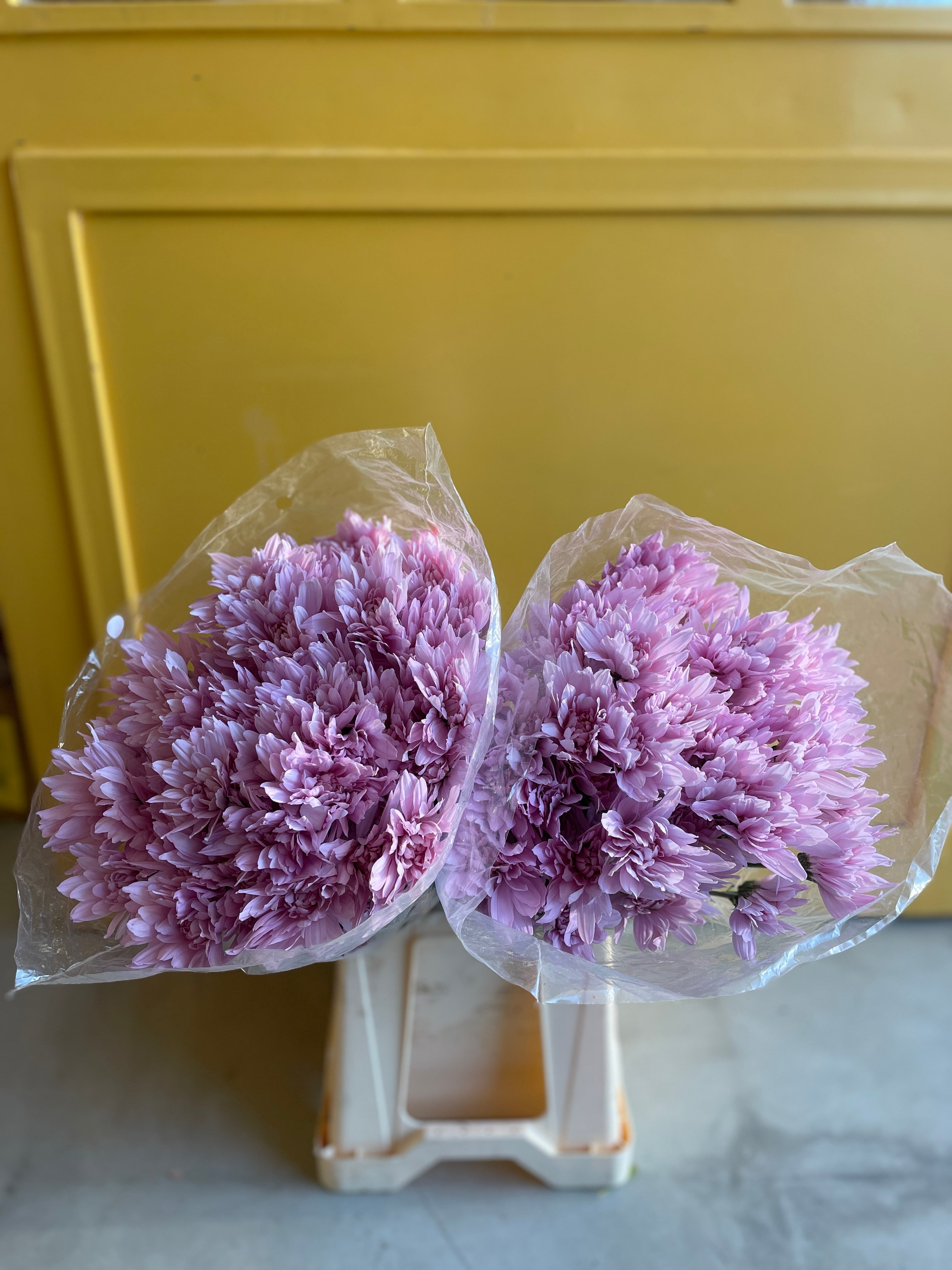 Chrysanthemum Petrushka Pink KE