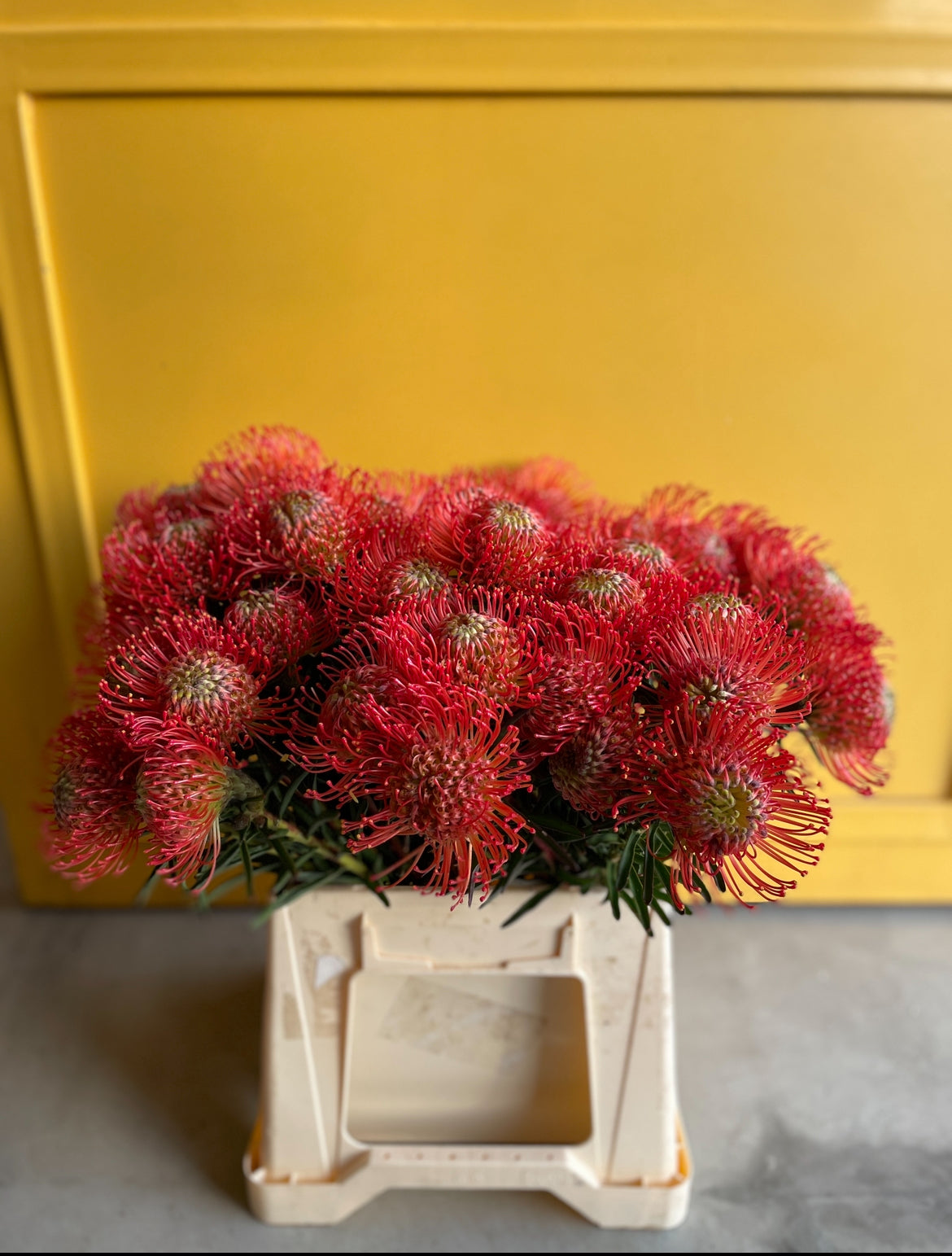 Leucospermum Red اللوكوسبيرموم