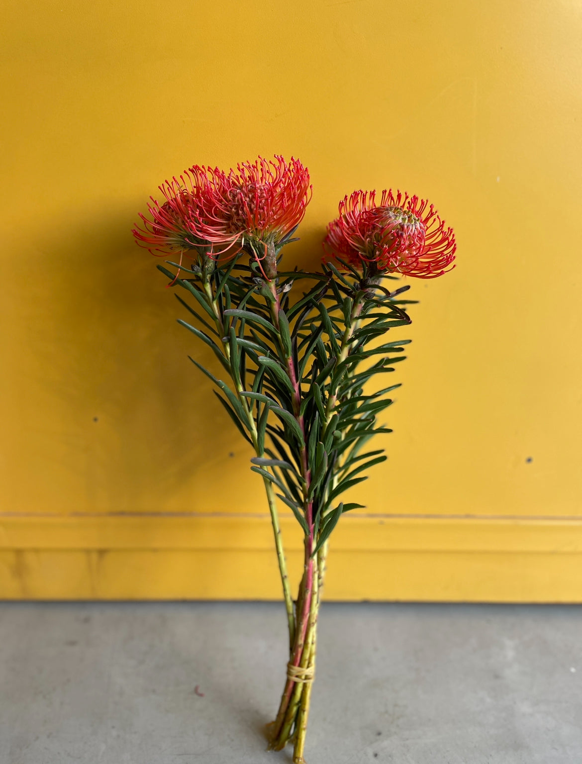 Leucospermum Red اللوكوسبيرموم