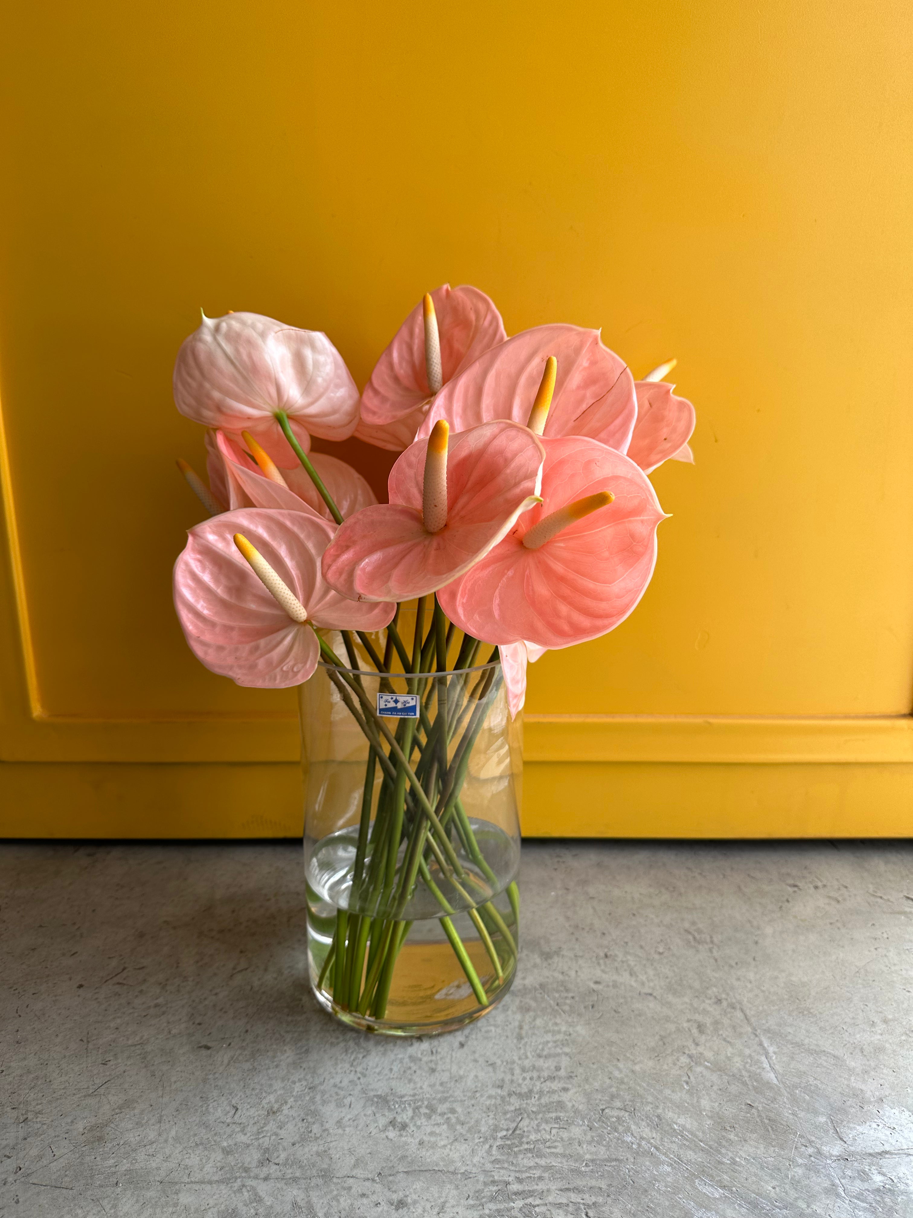 Anthurium Peach Holland انتوريوم
