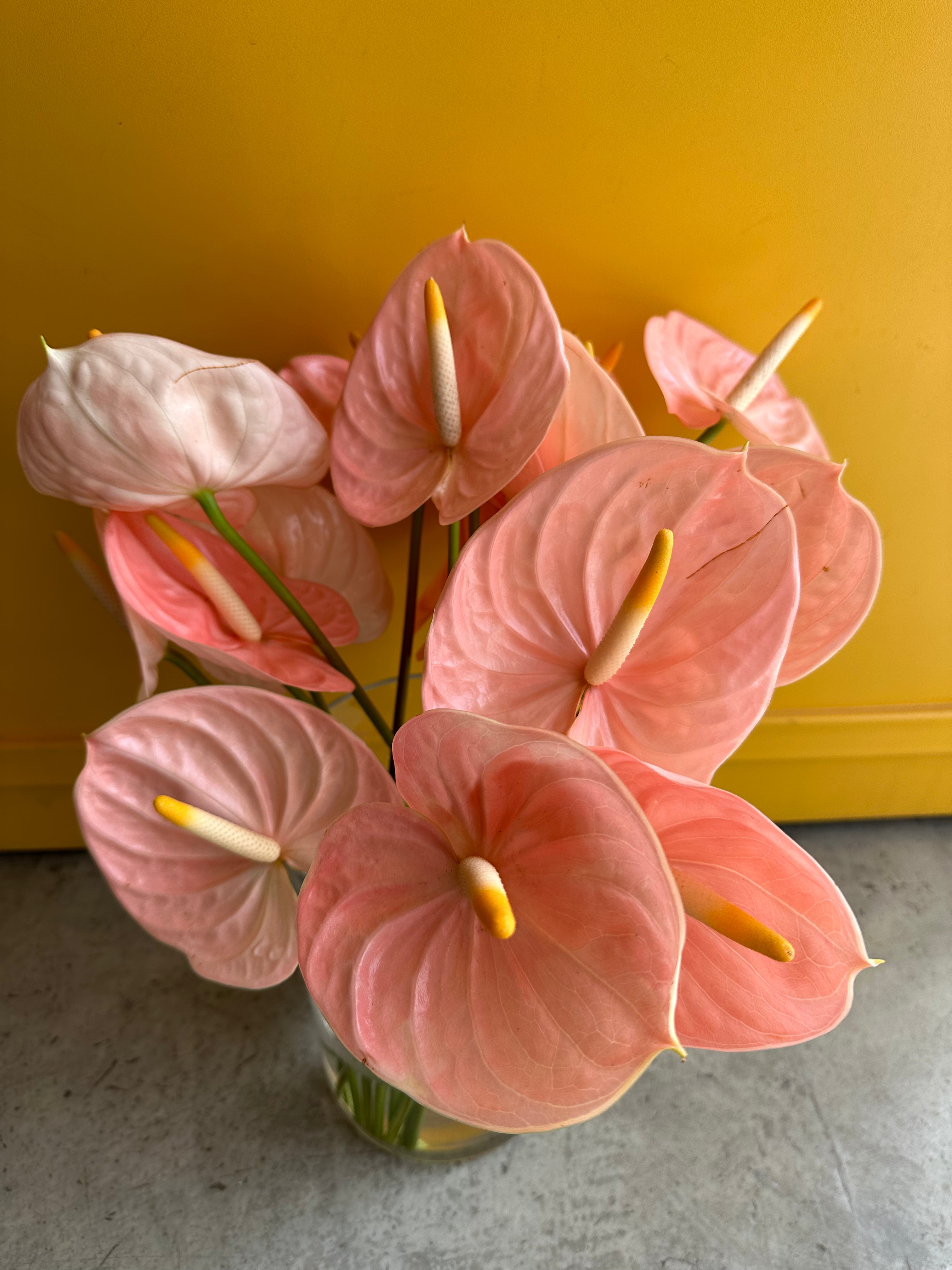 Anthurium Peach Holland انتوريوم