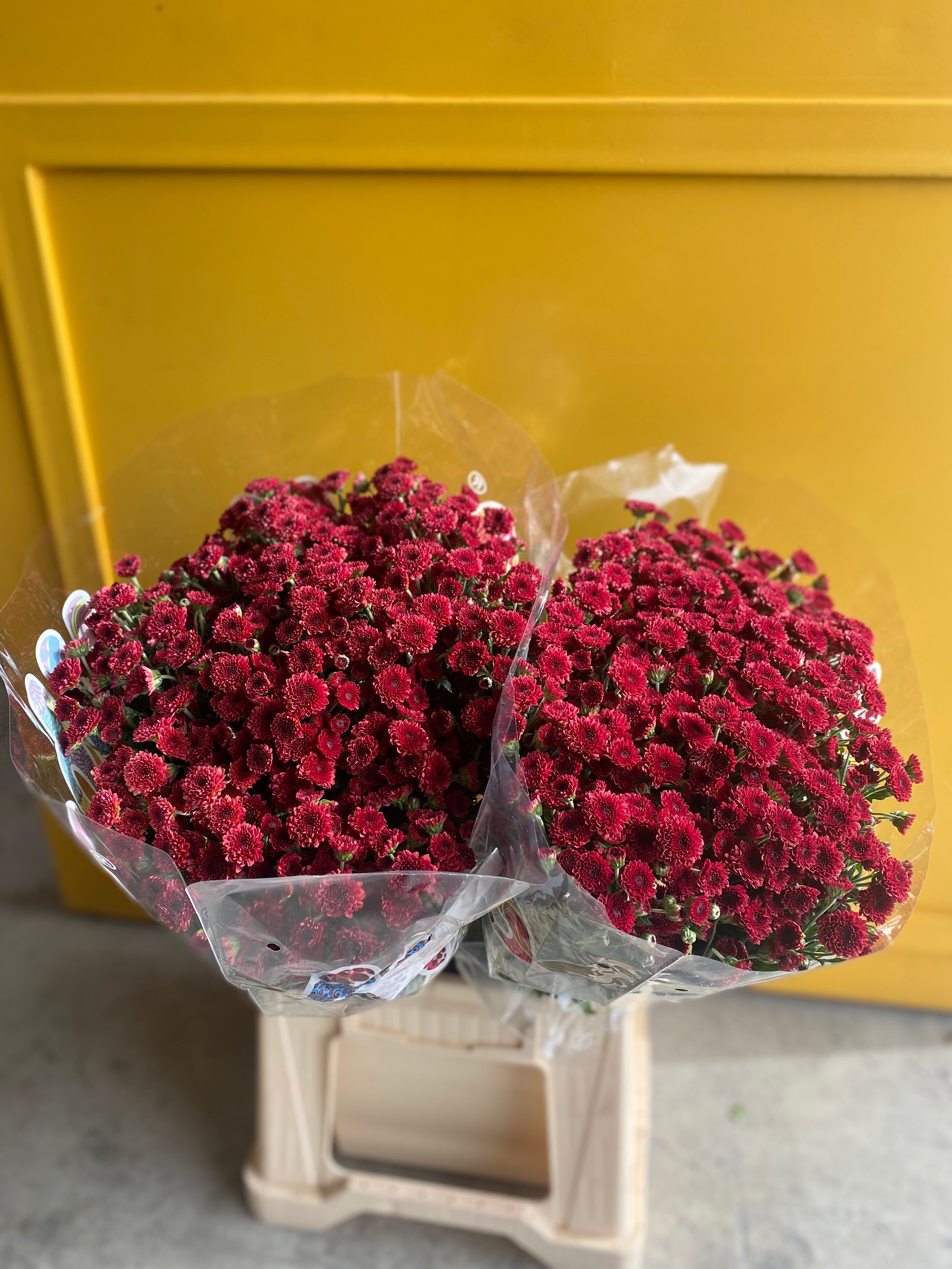 Chrysanthemum Red Holland كرسانثيمو