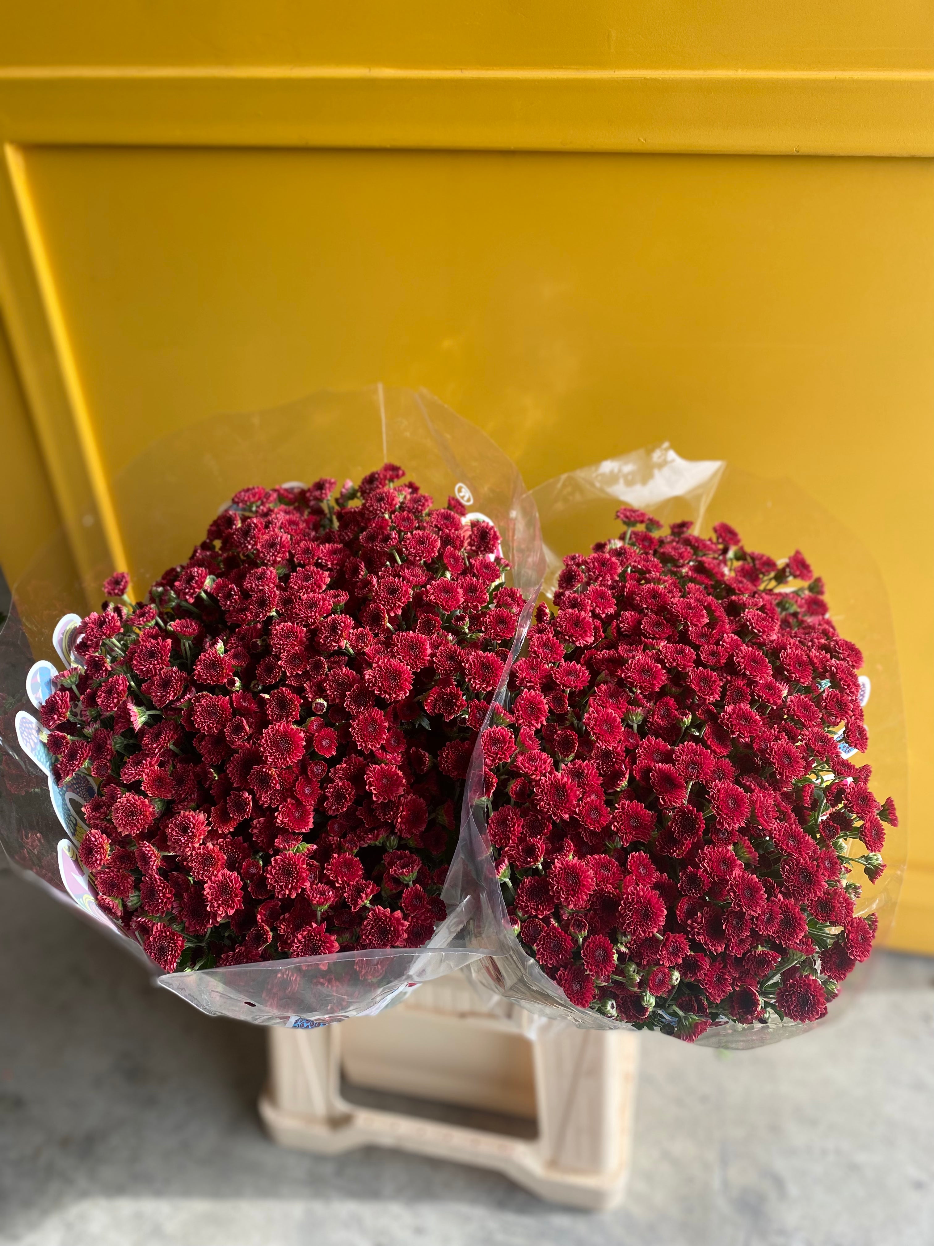 Chrysanthemum Red Holland كرسانثيمو