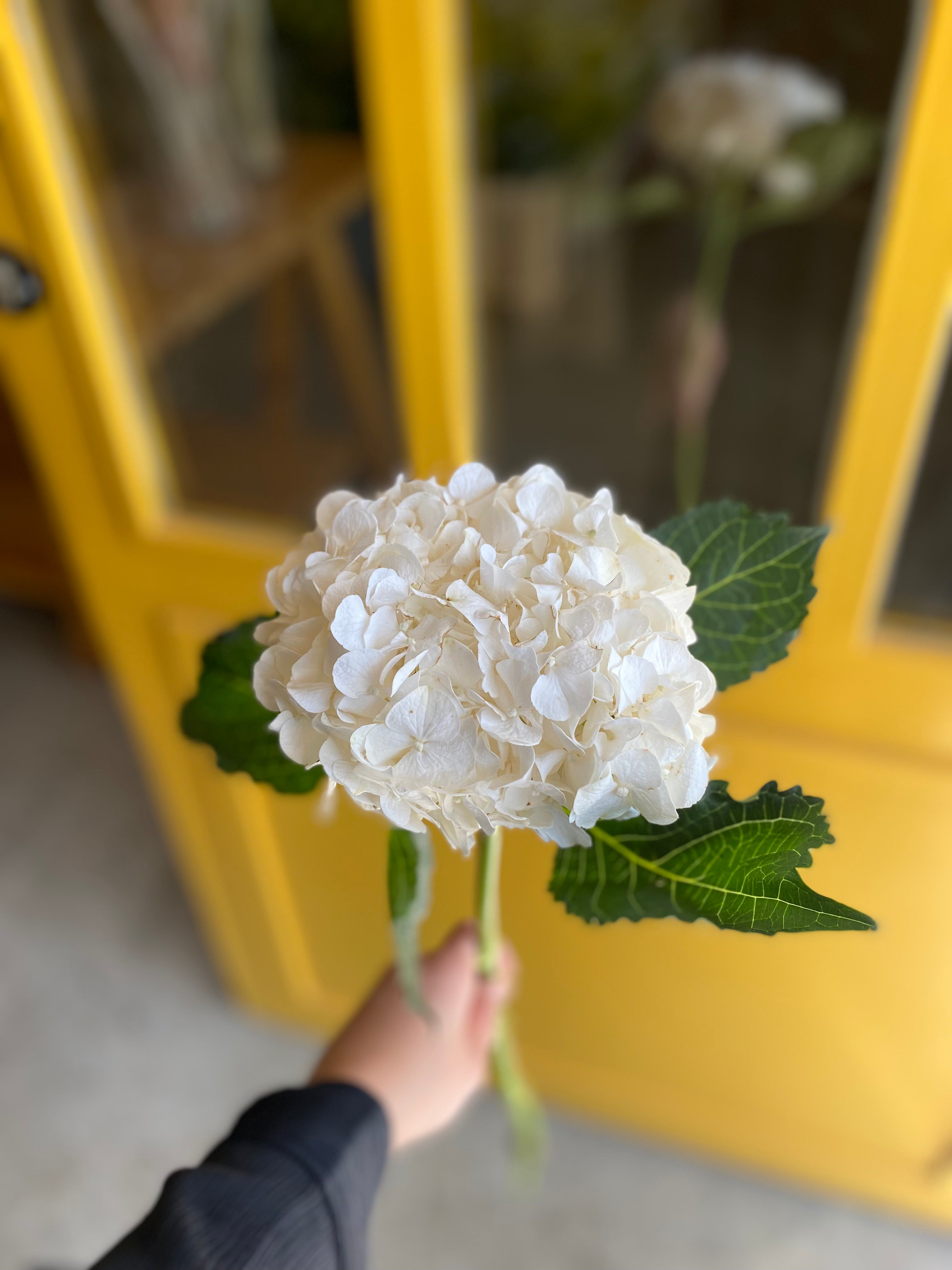 Hydrangea White هايدرنجيا