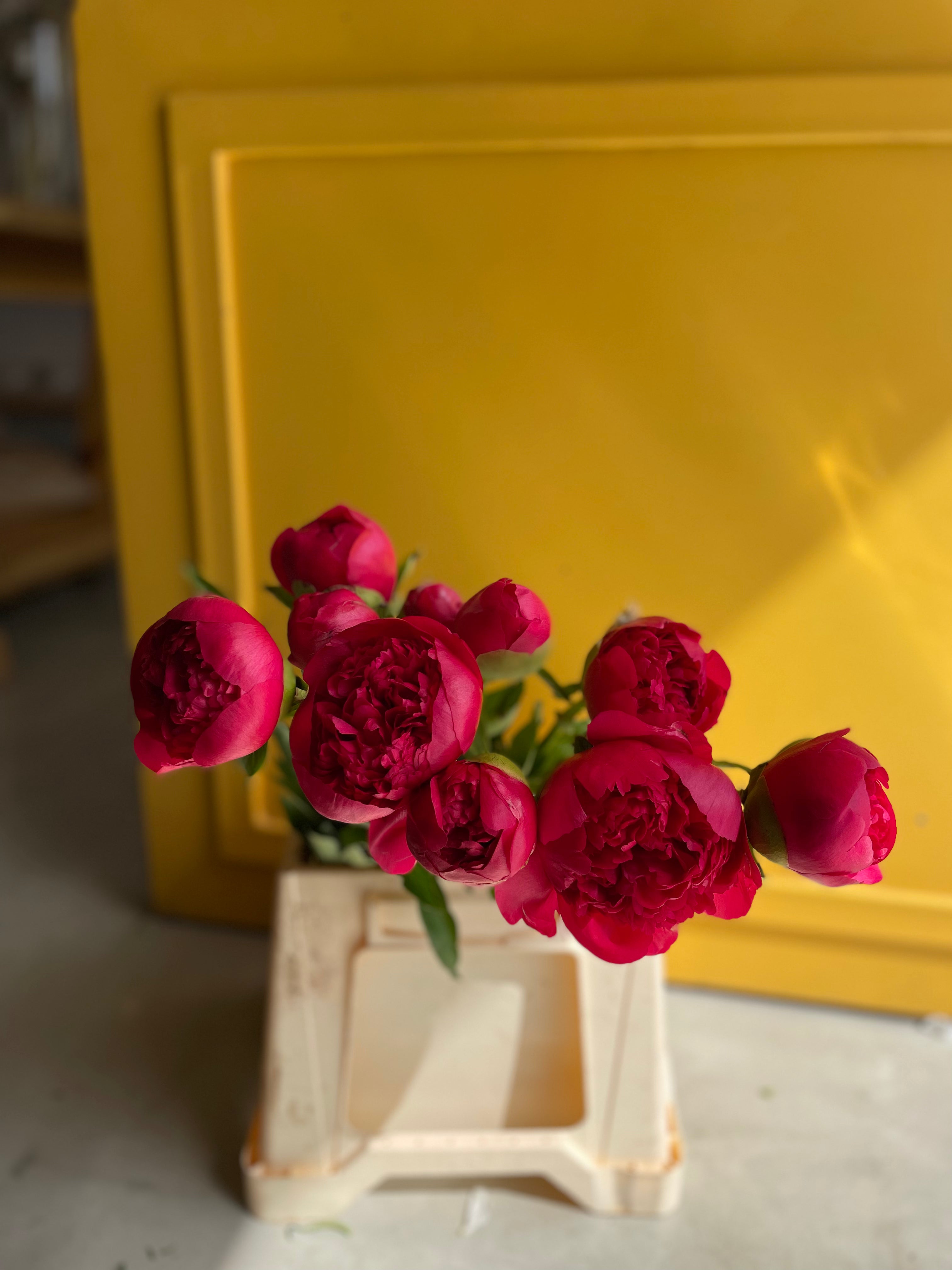 Peony Command Performance بيوني