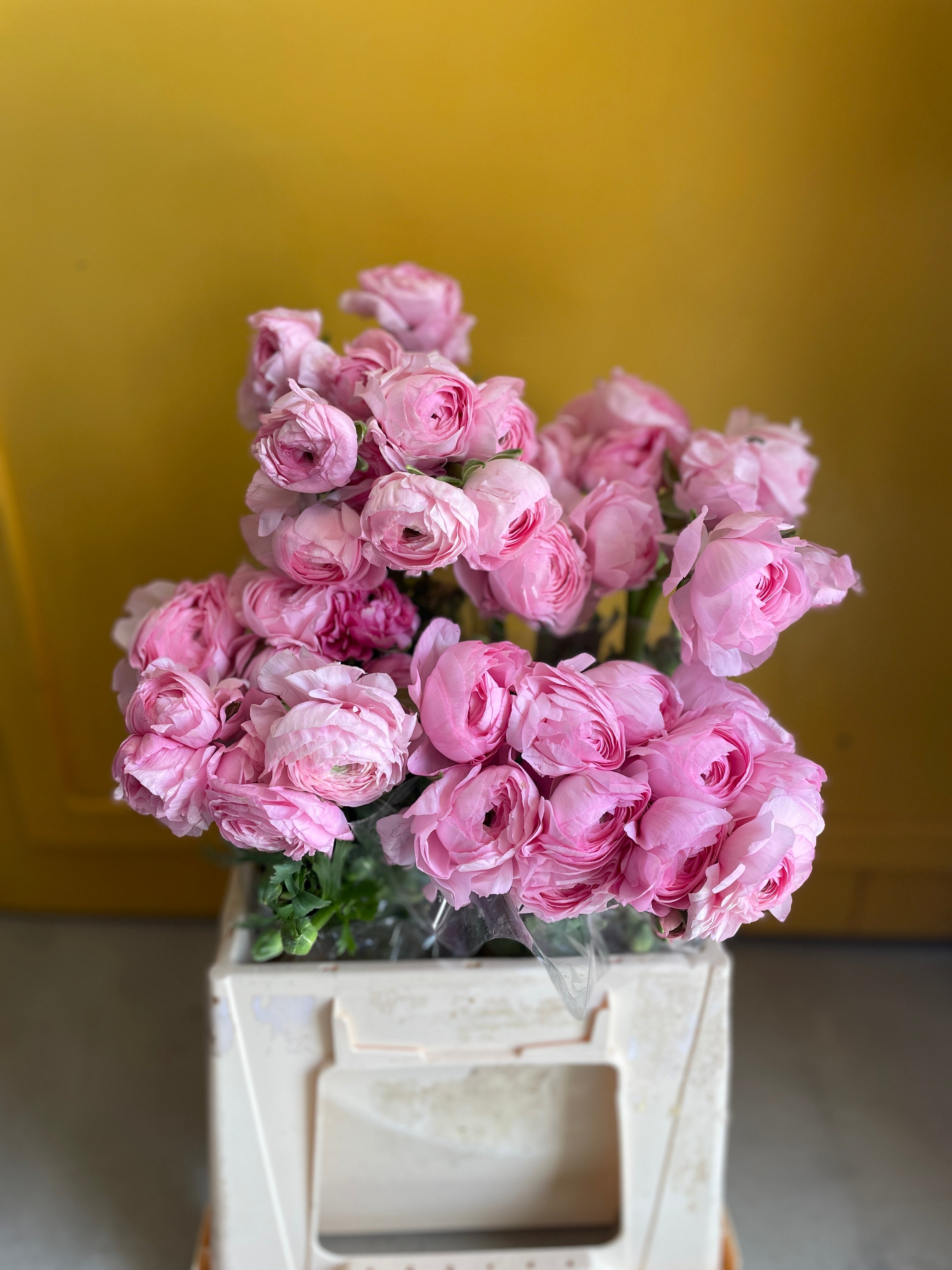 Ranunculus Pink EG ريننكلس