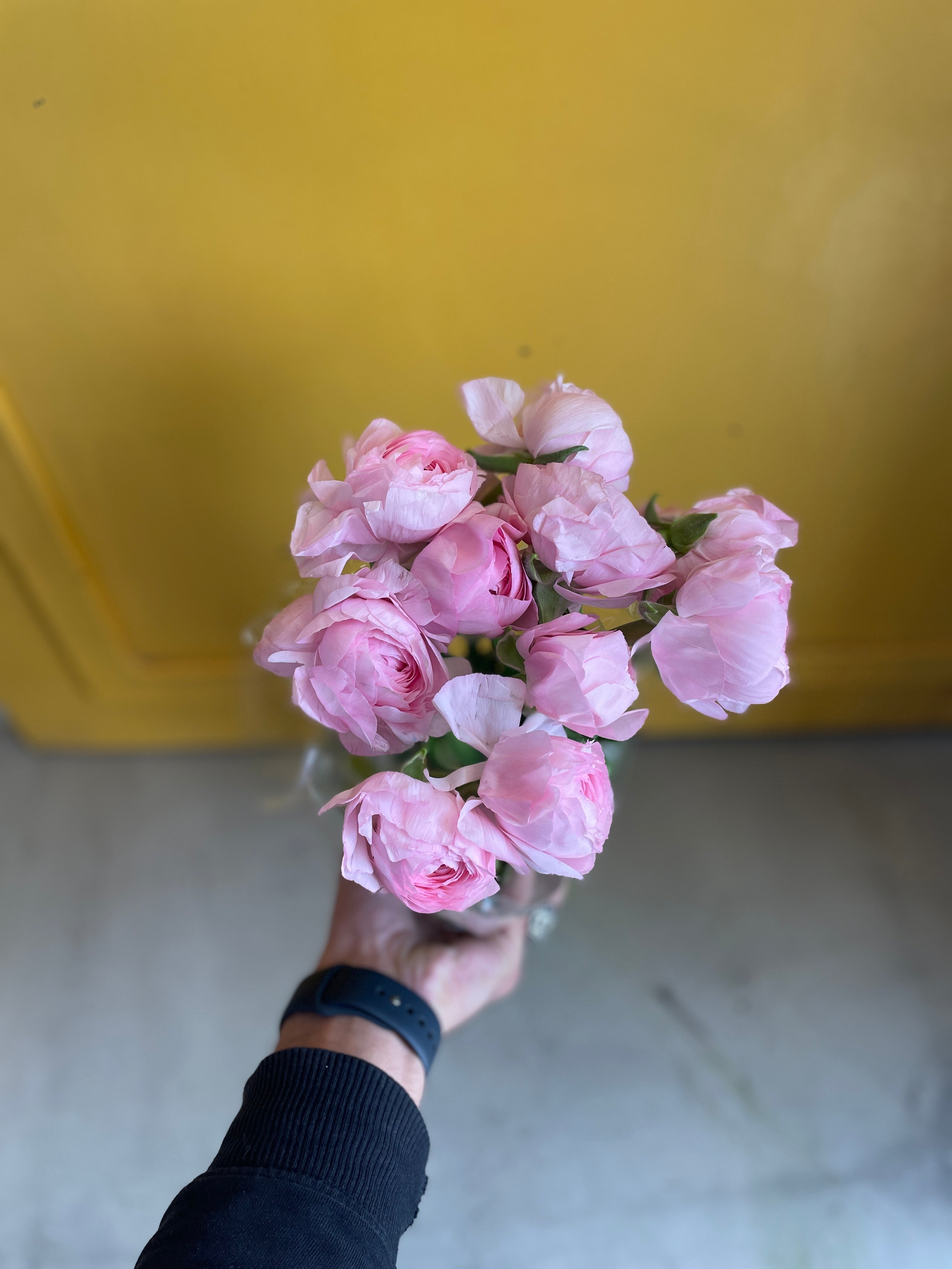Ranunculus Pink EG ريننكلس