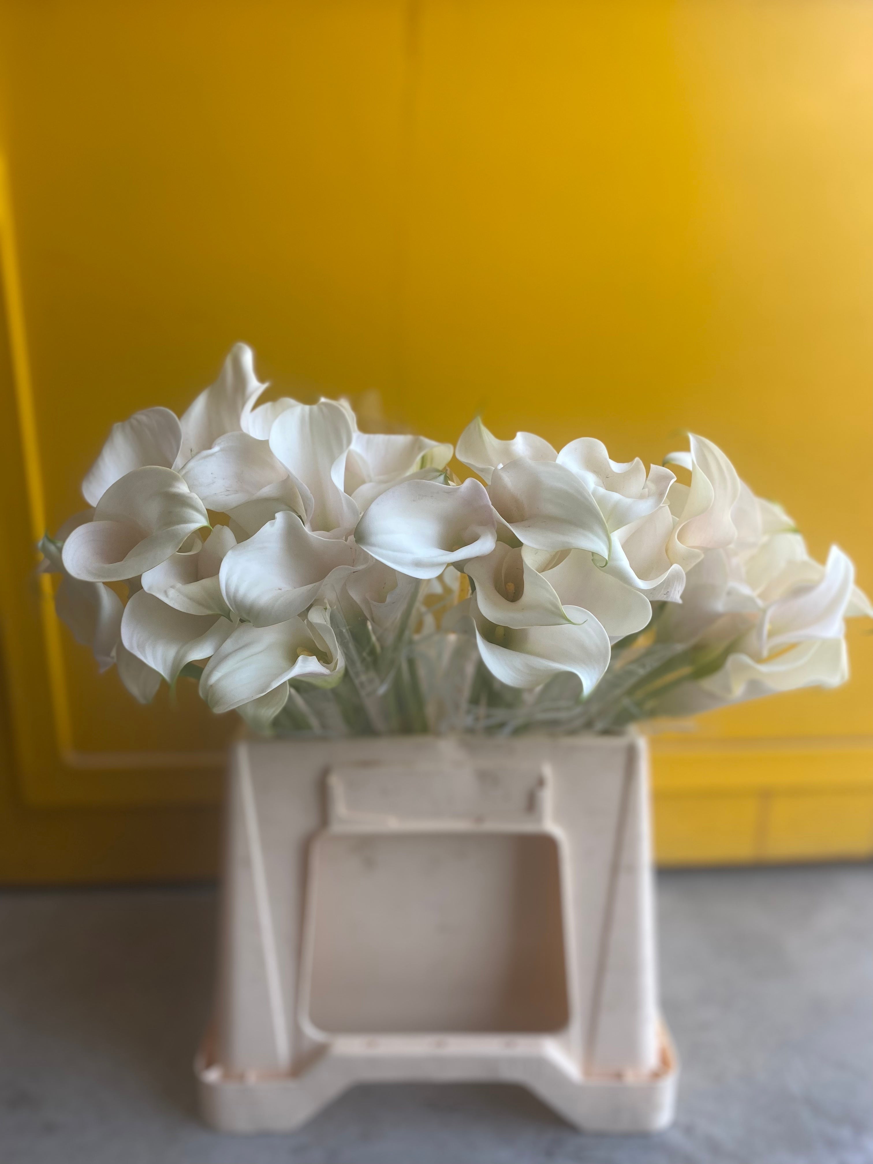 Calla Ventura White Holland