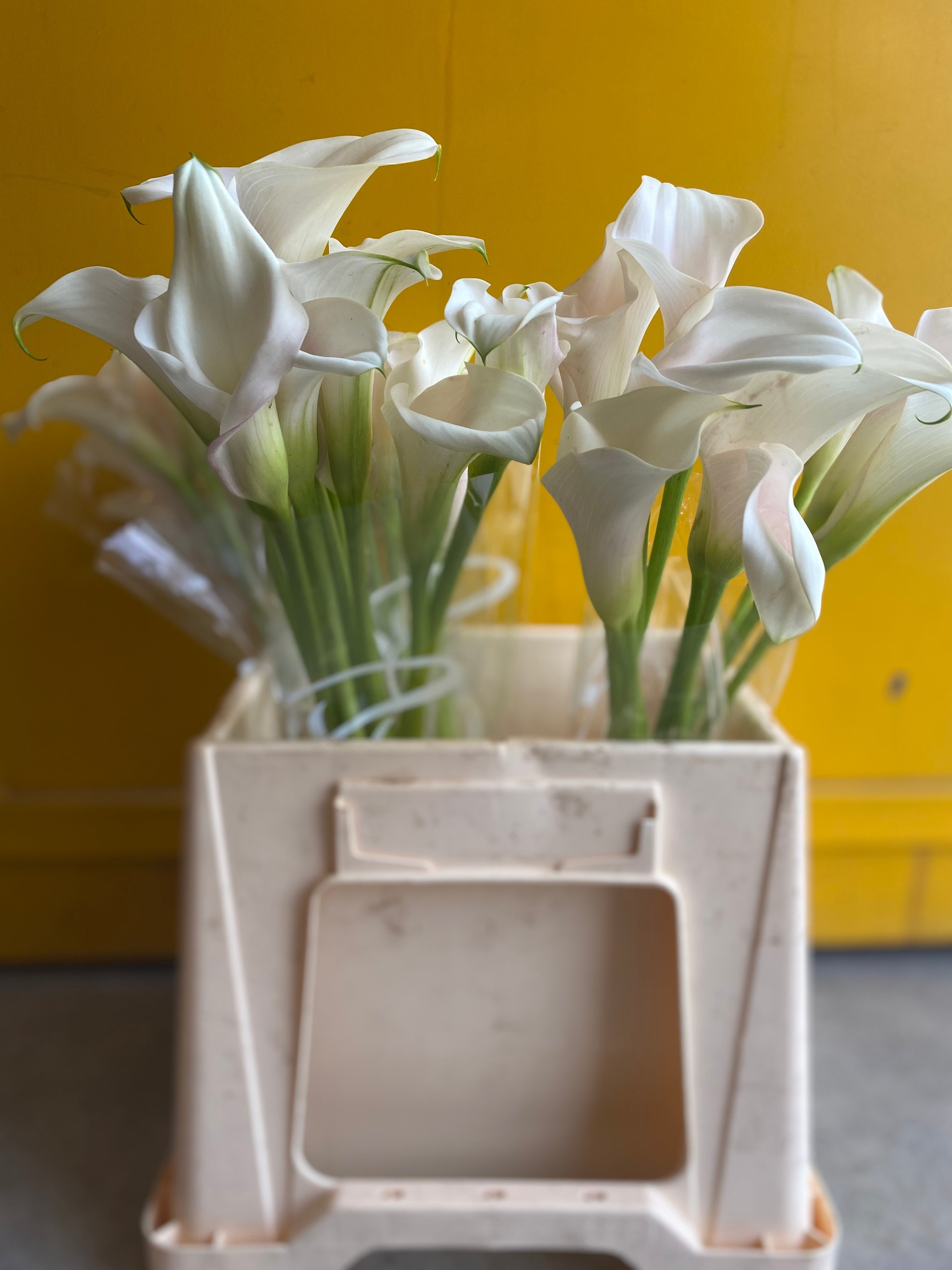 Calla Ventura White Holland
