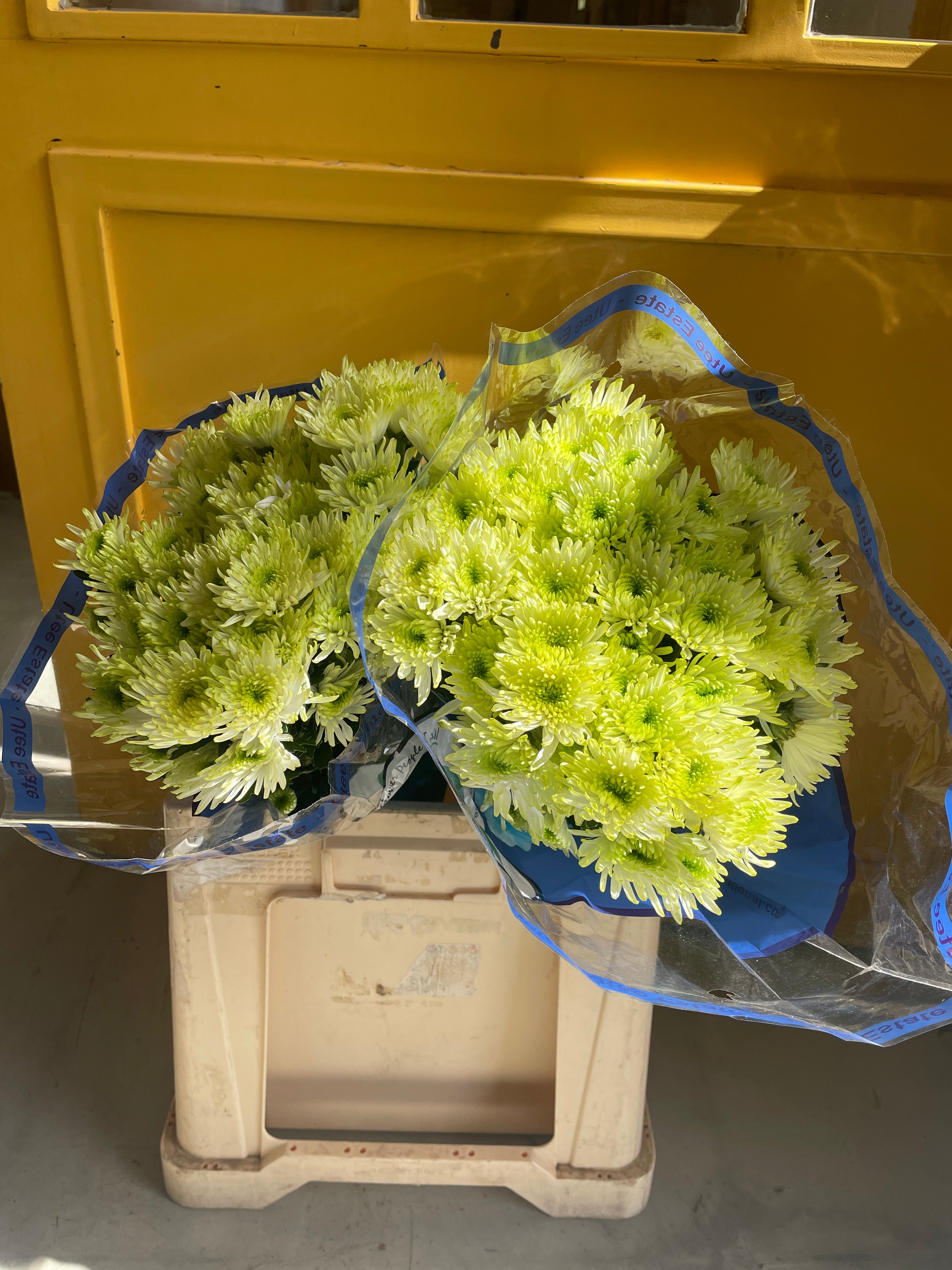 Chrysanthemum Spider Green KE كرسانثيوم