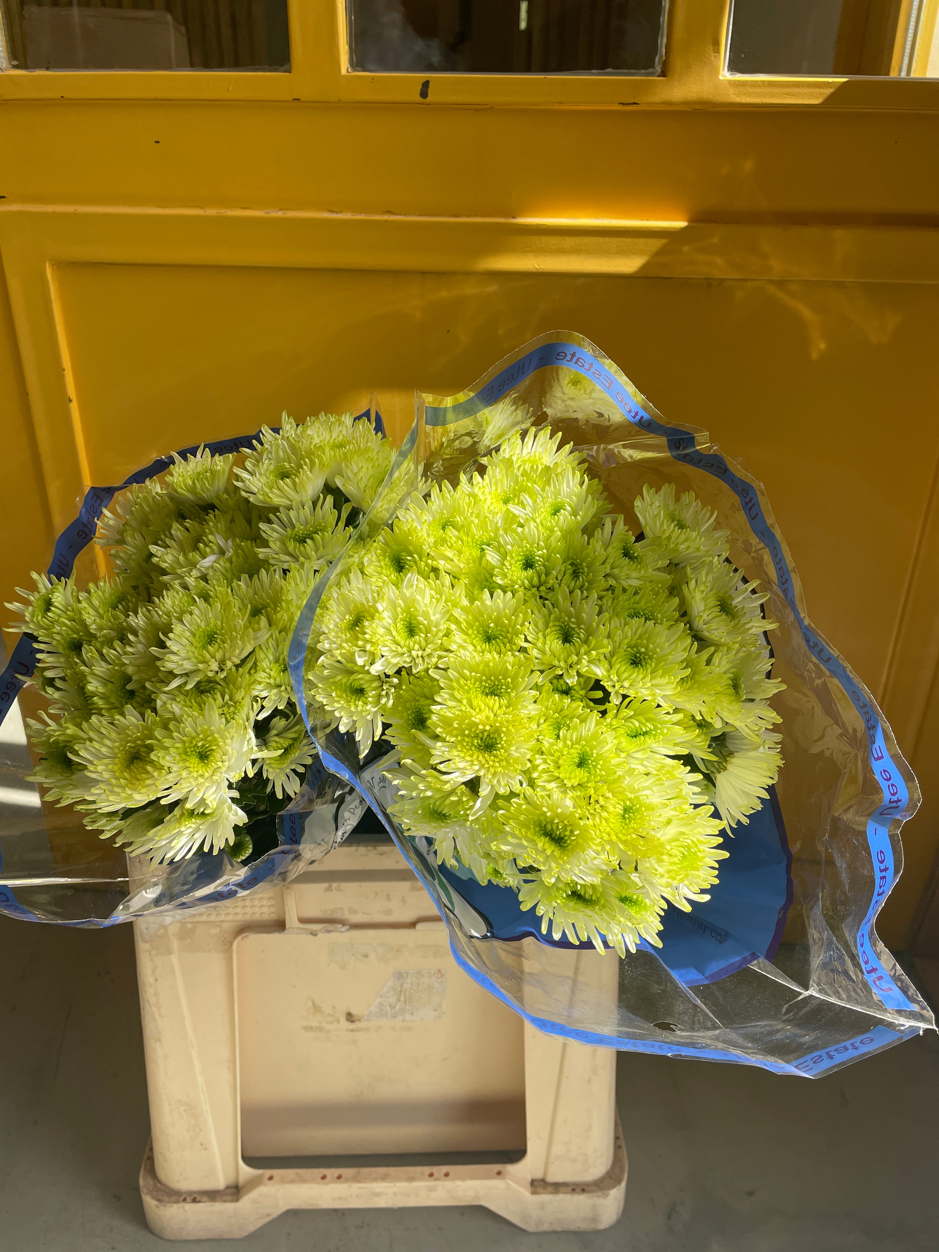 Chrysanthemum Spider Green KE كرسانثيوم