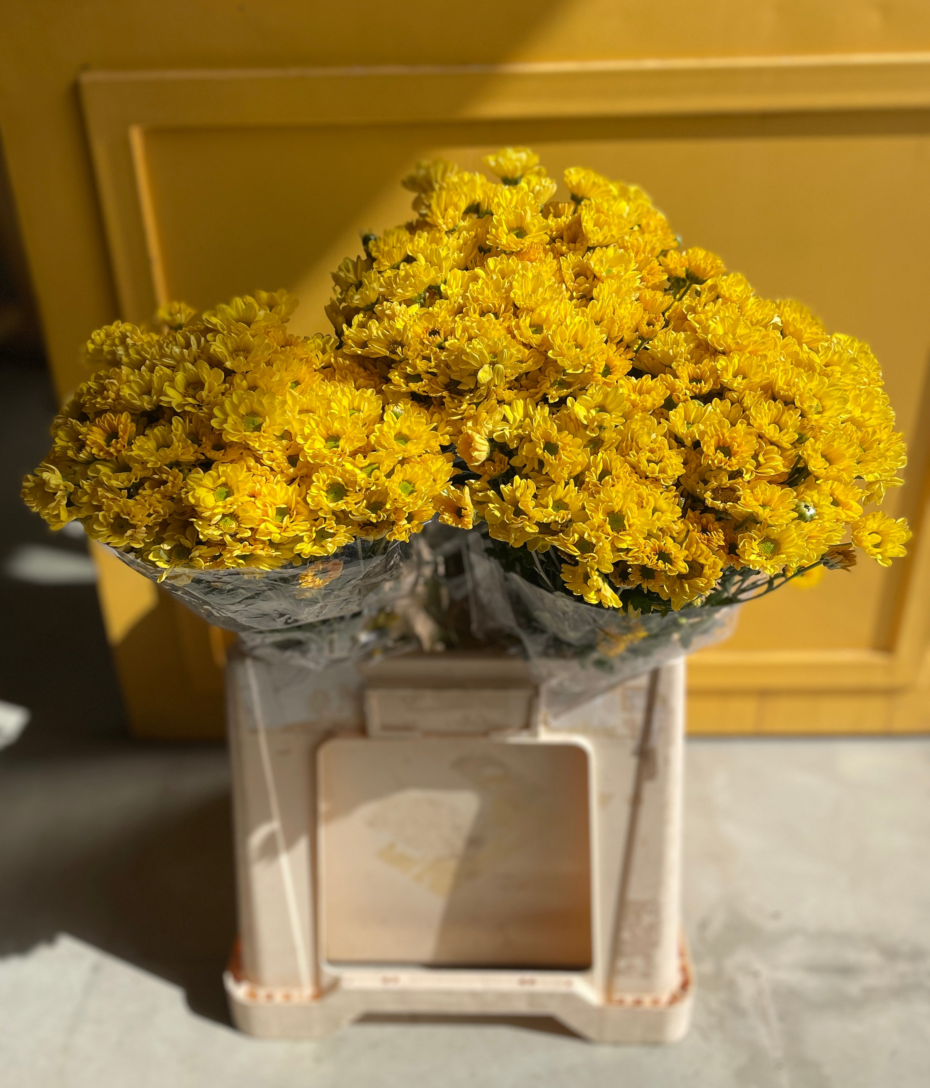 Chrysanthemum Santini Yellow EG