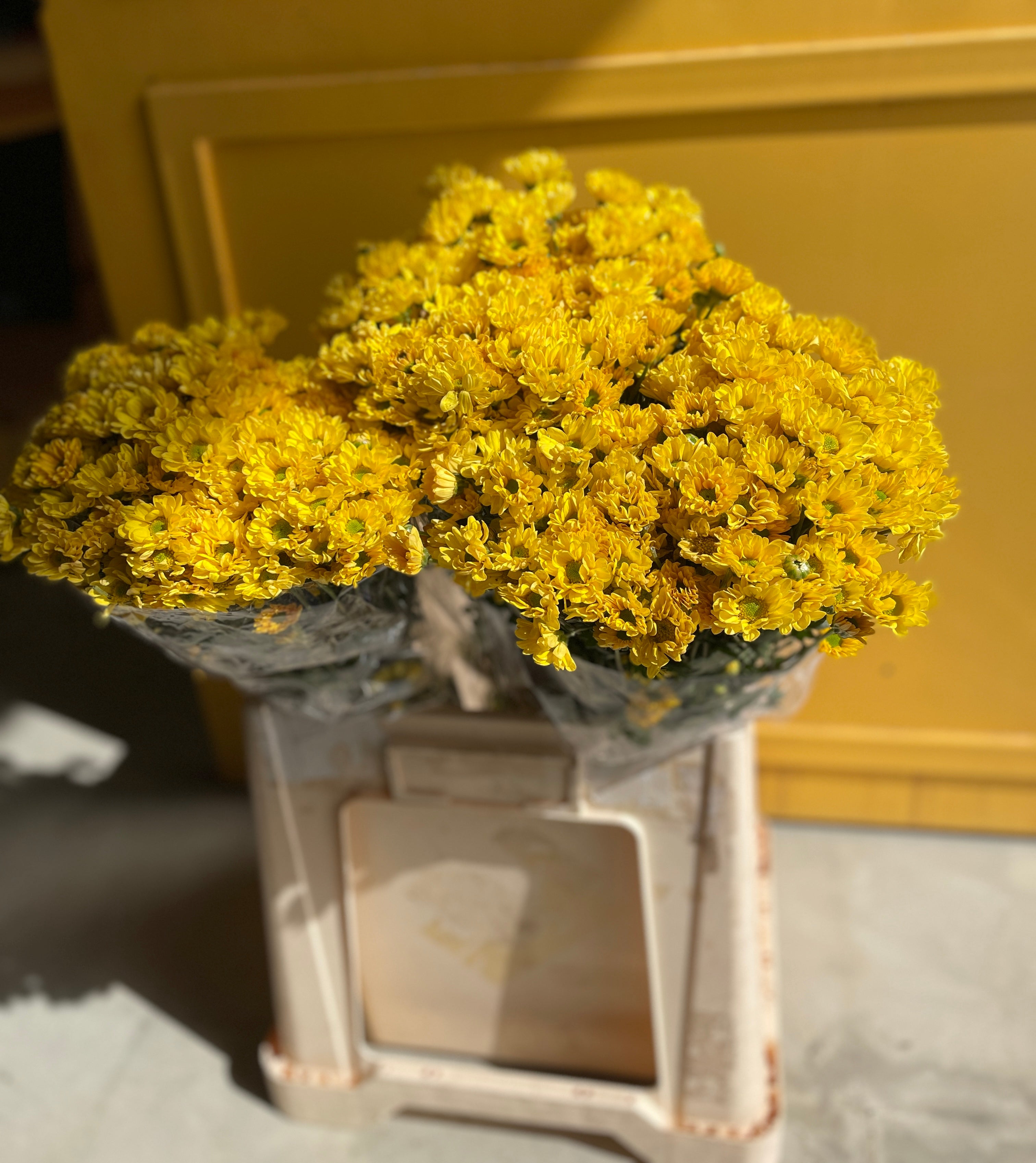 Chrysanthemum Santini Yellow EG