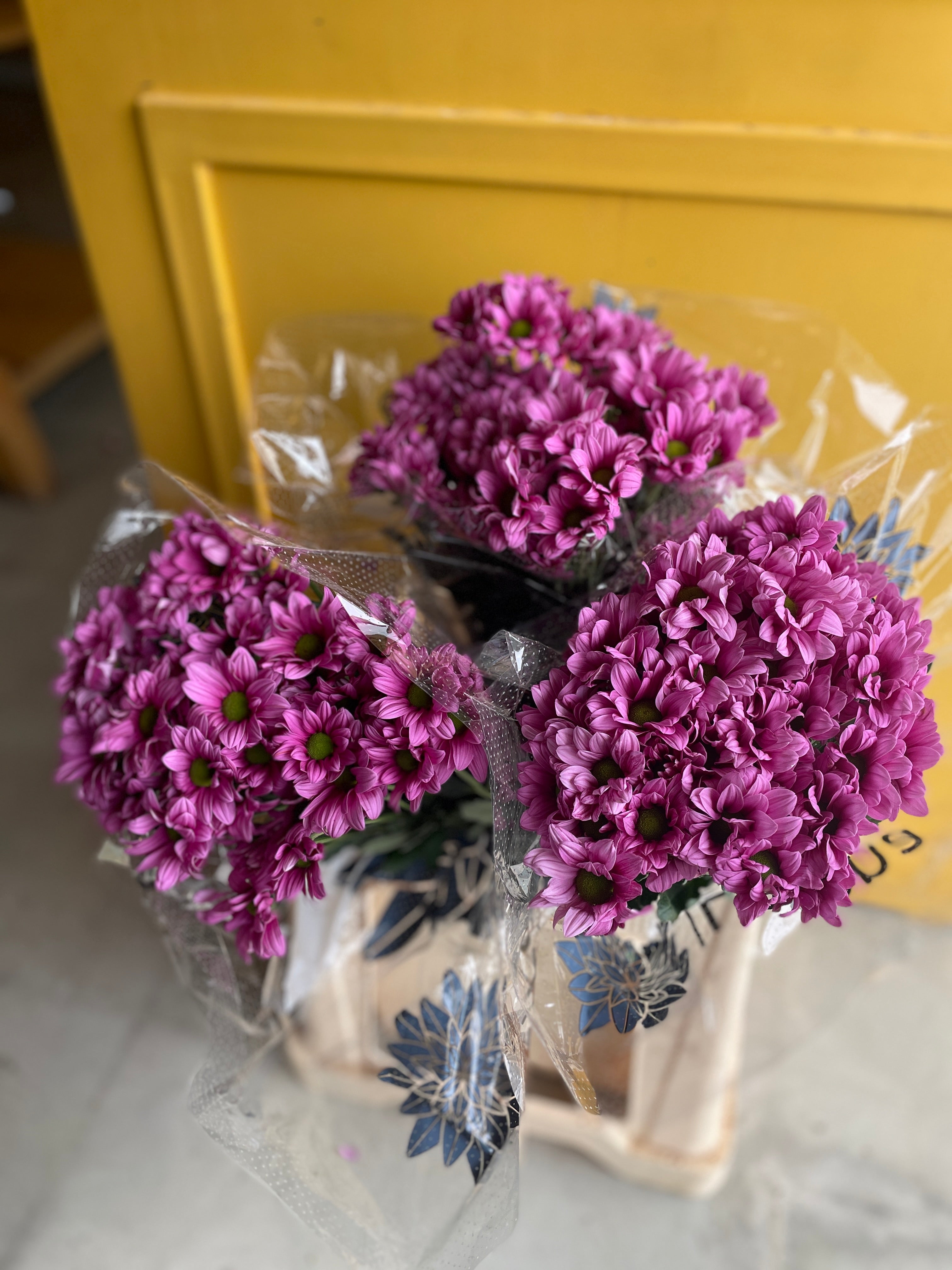 Chrysanthemum Pink Regan Eg كرسانثيوم