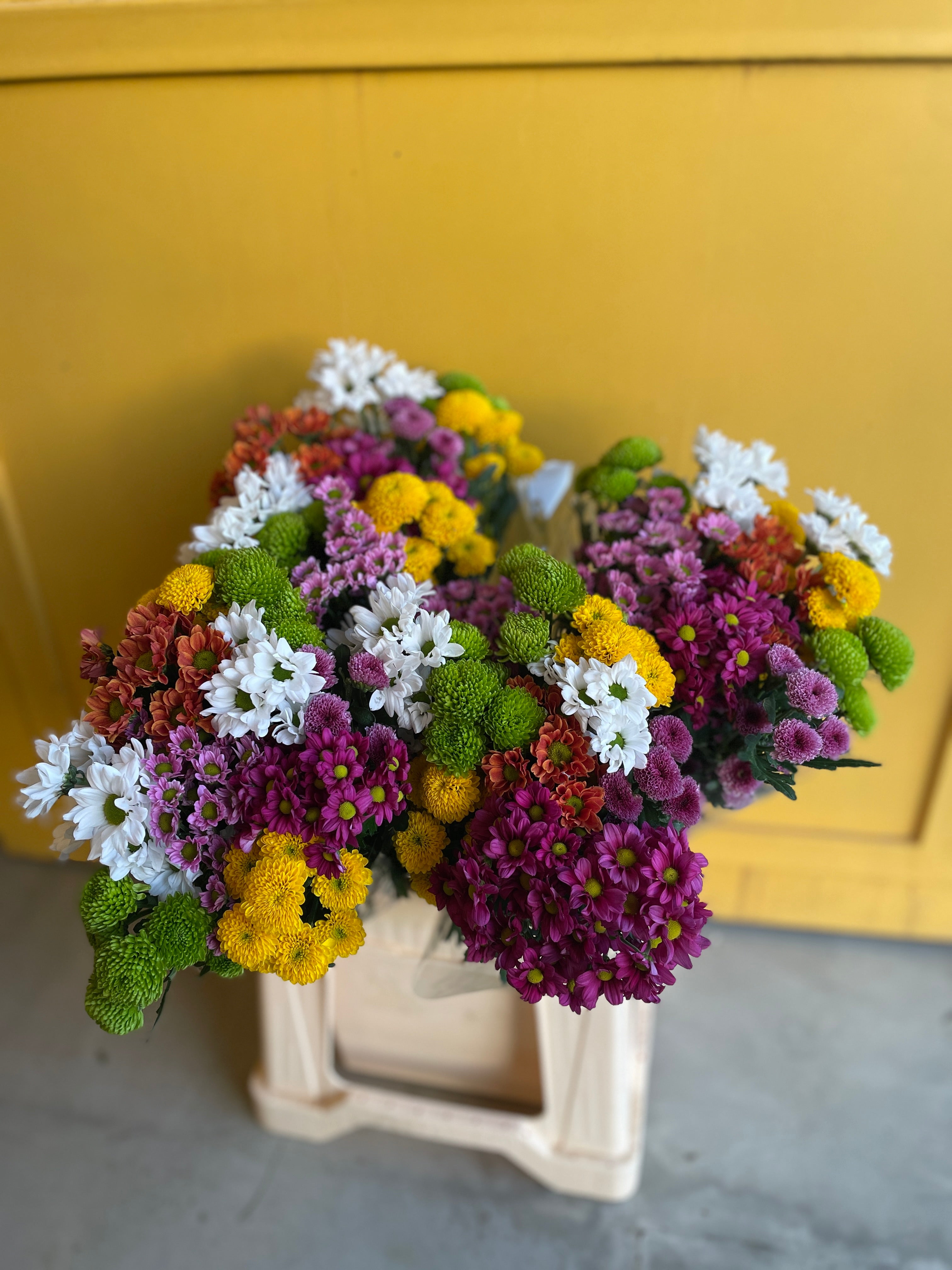 Chrysanthemum Santini Mad Green Yellow Holland Chrysanthemum