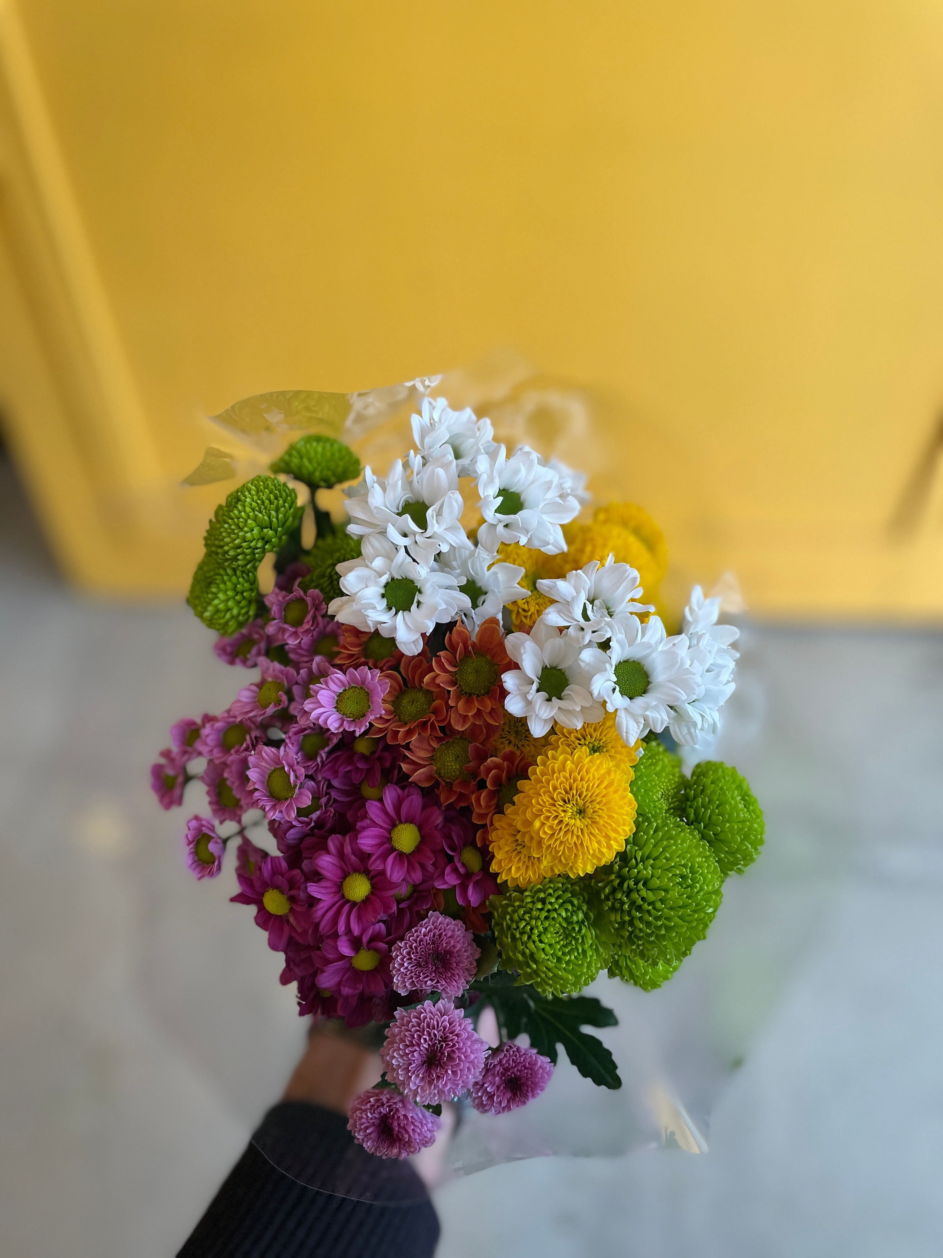 Chrysanthemum Santini Mad Green Yellow Holland Chrysanthemum