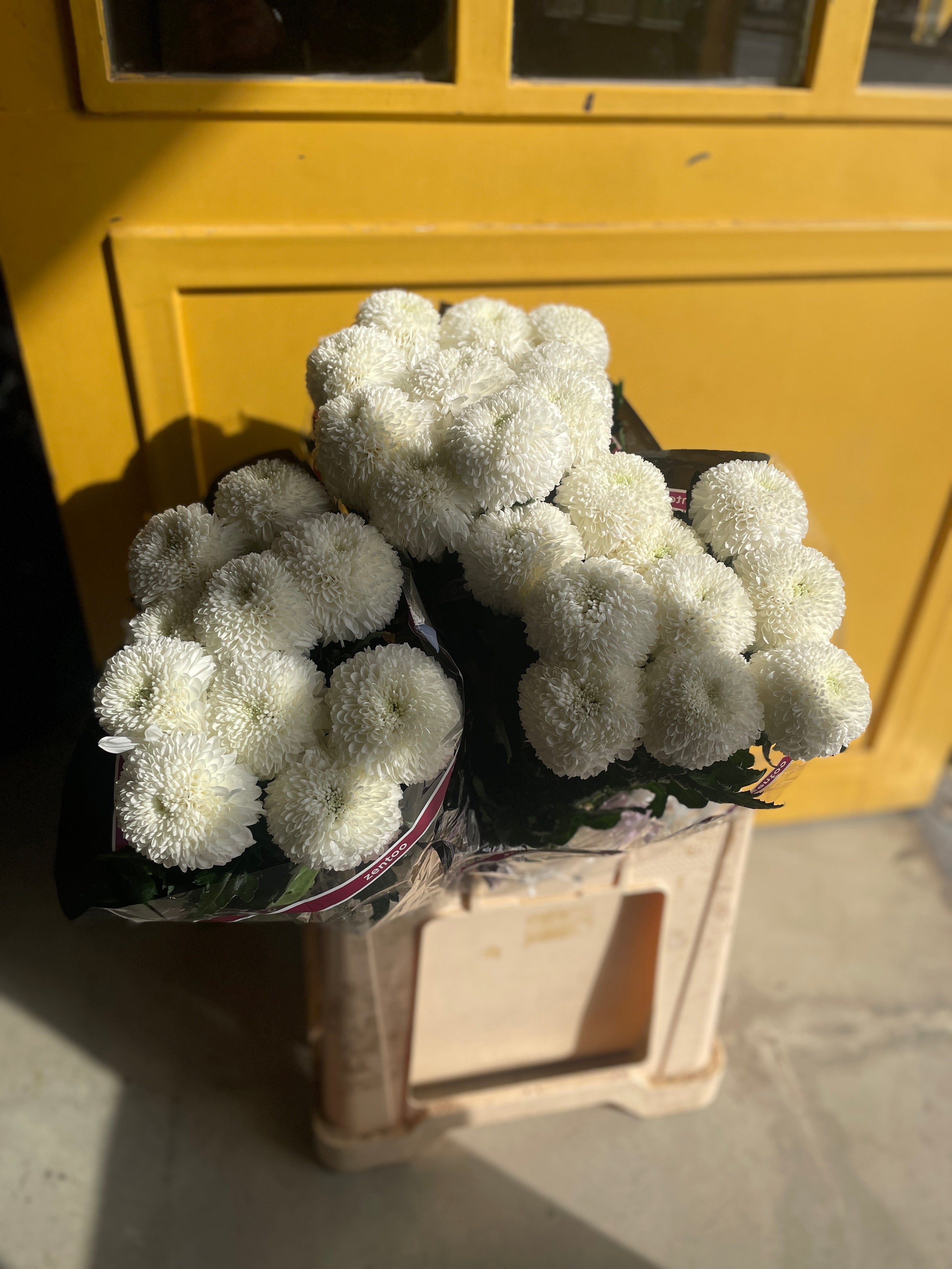 Chrysanthemum Momoko White Holland كرسانثيوم