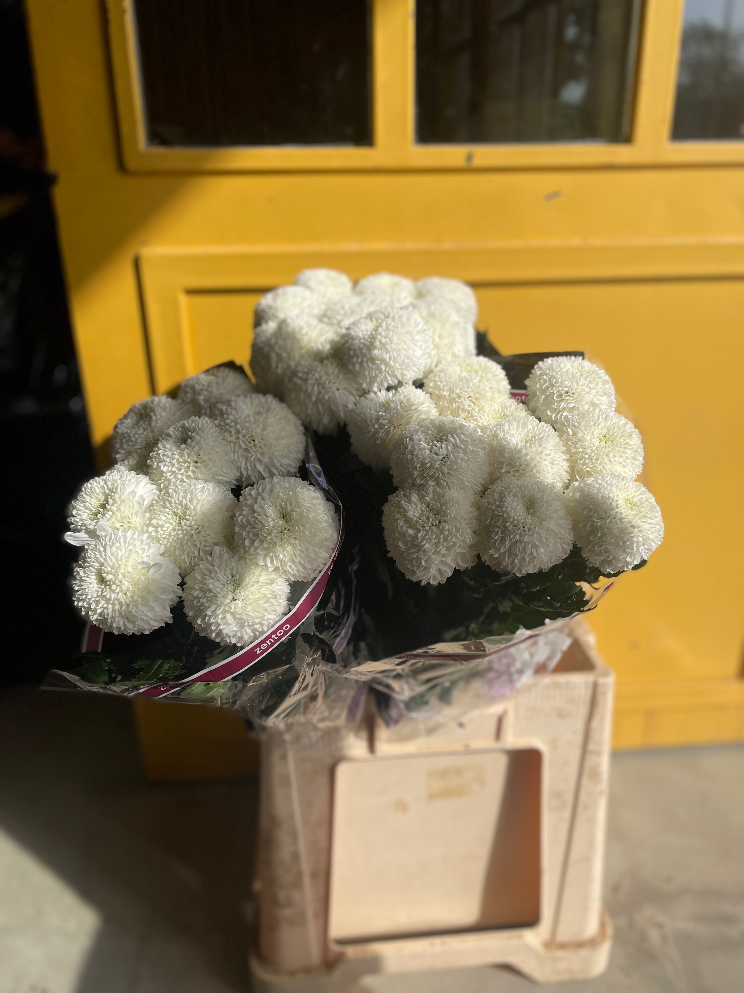 Chrysanthemum Momoko White Holland كرسانثيوم