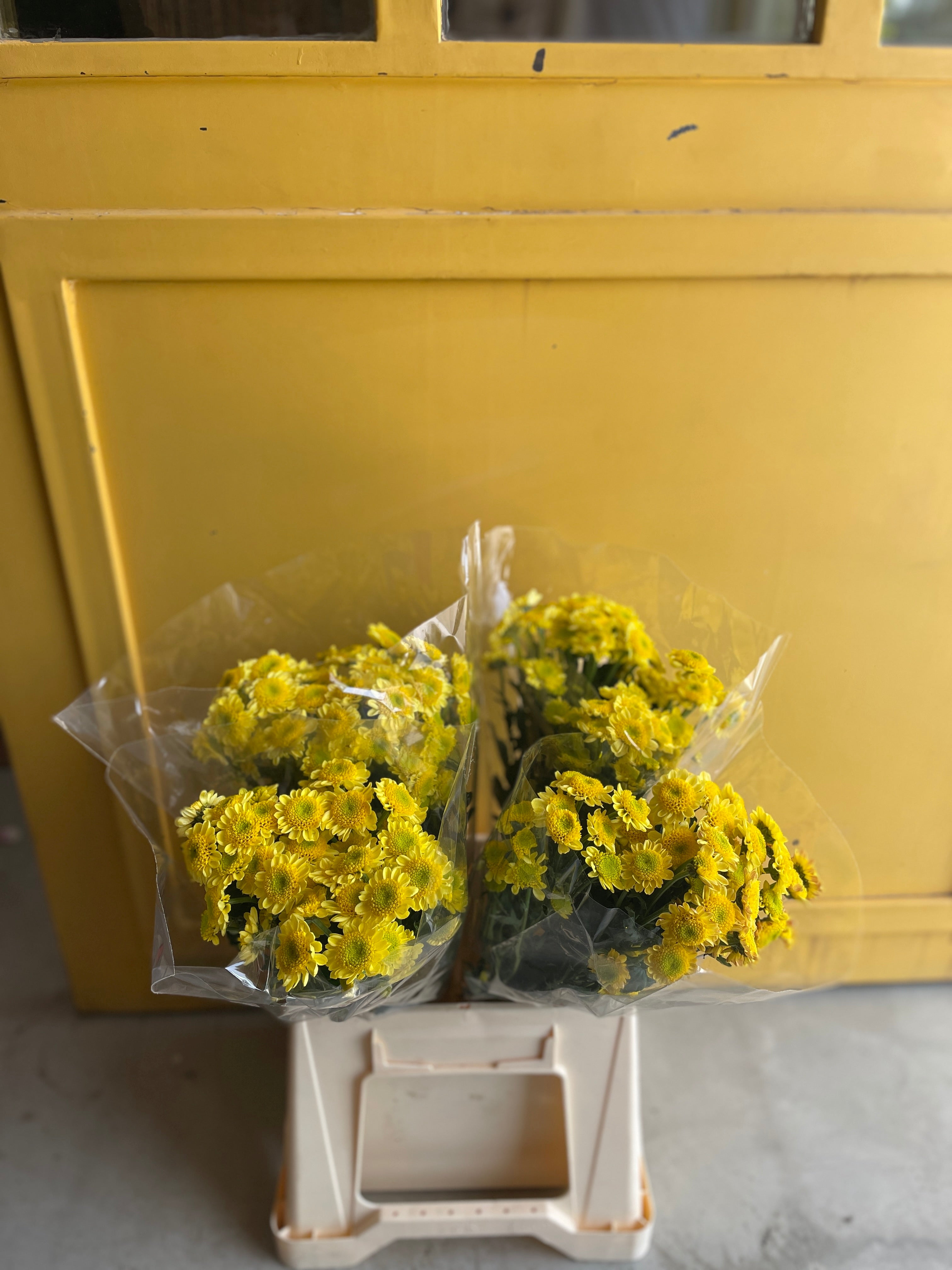 Molly Yellow