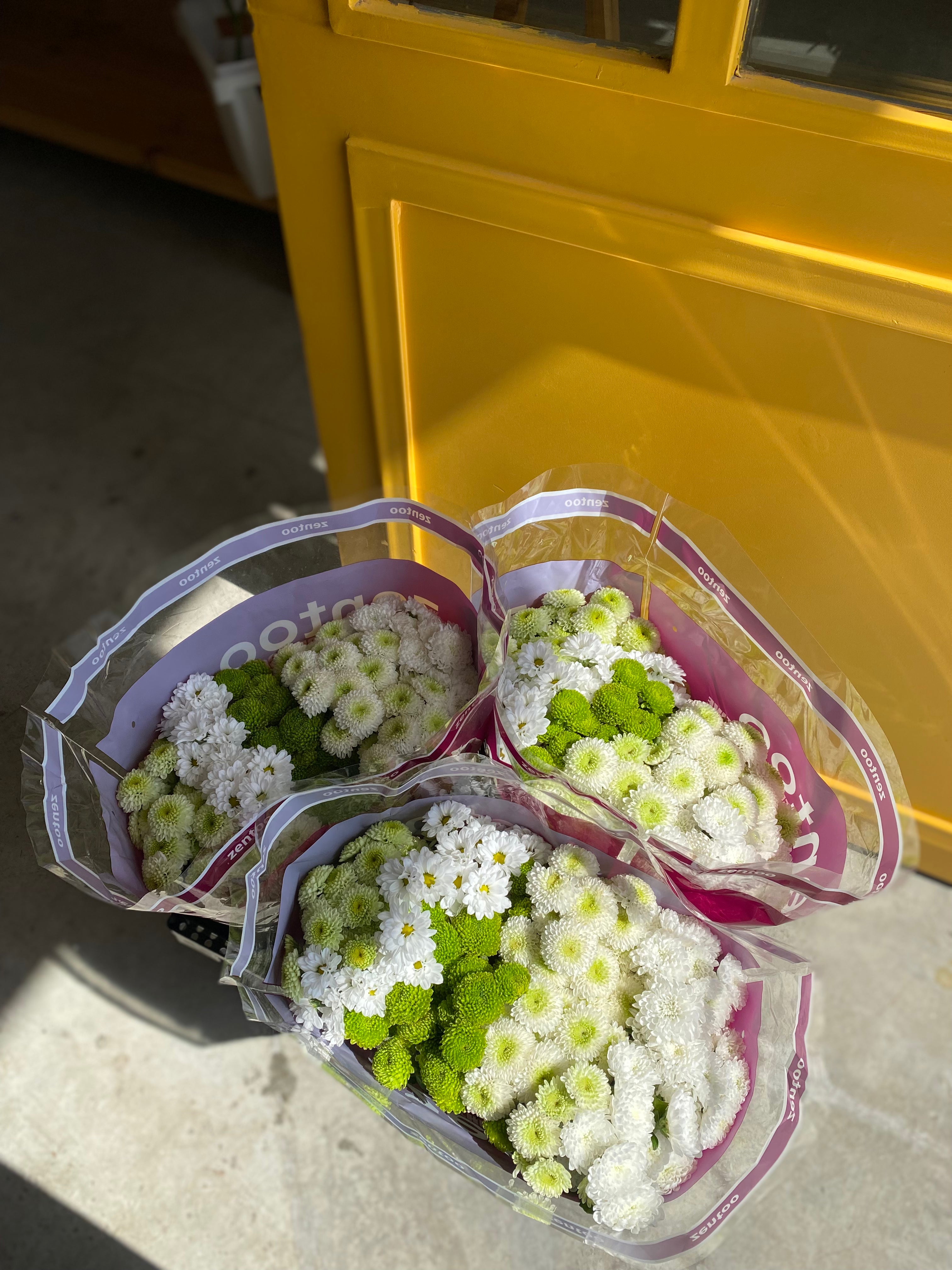 Chrysanthemum rainbow green كرسانثيوم