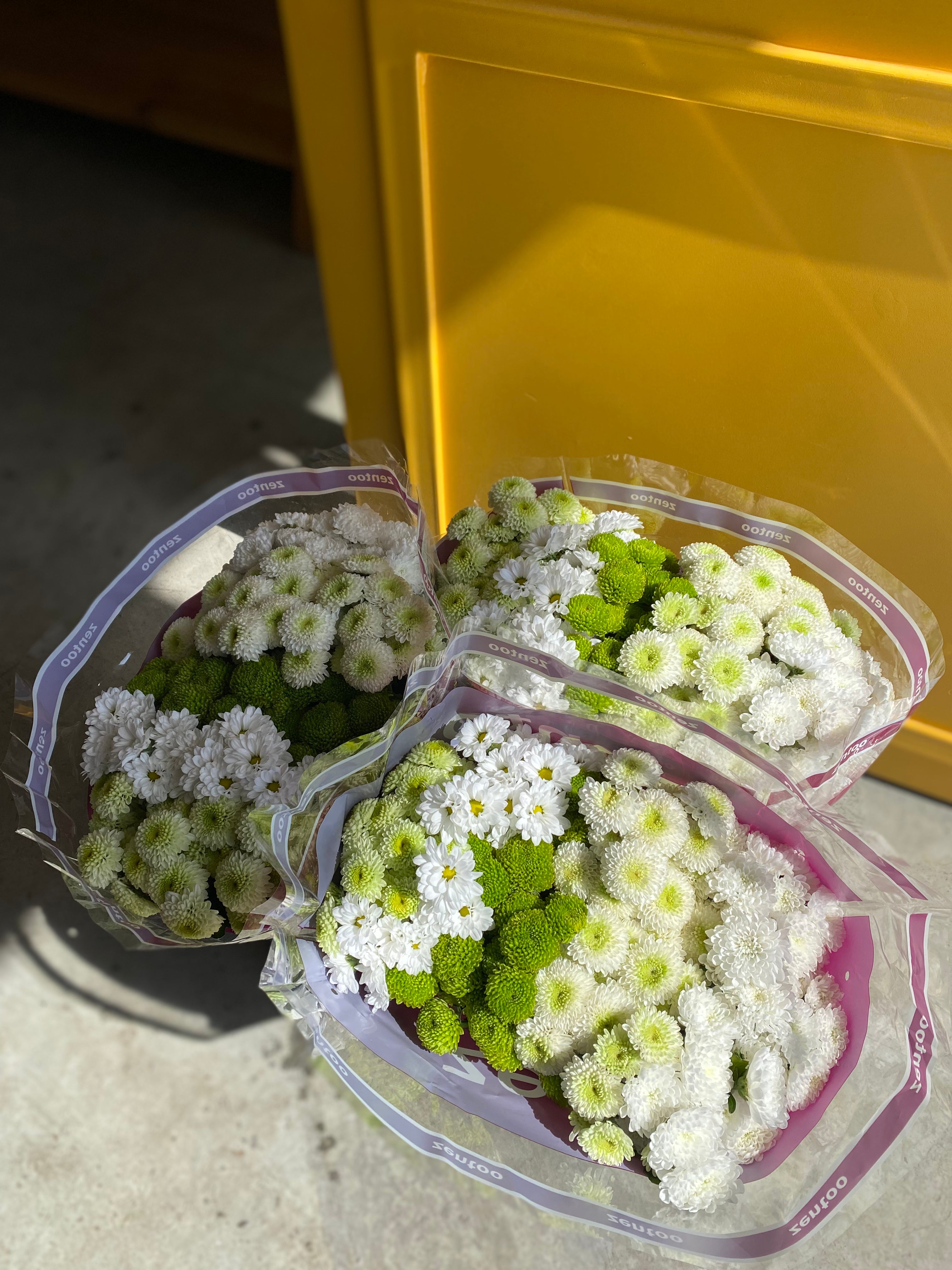 Chrysanthemum rainbow green كرسانثيوم