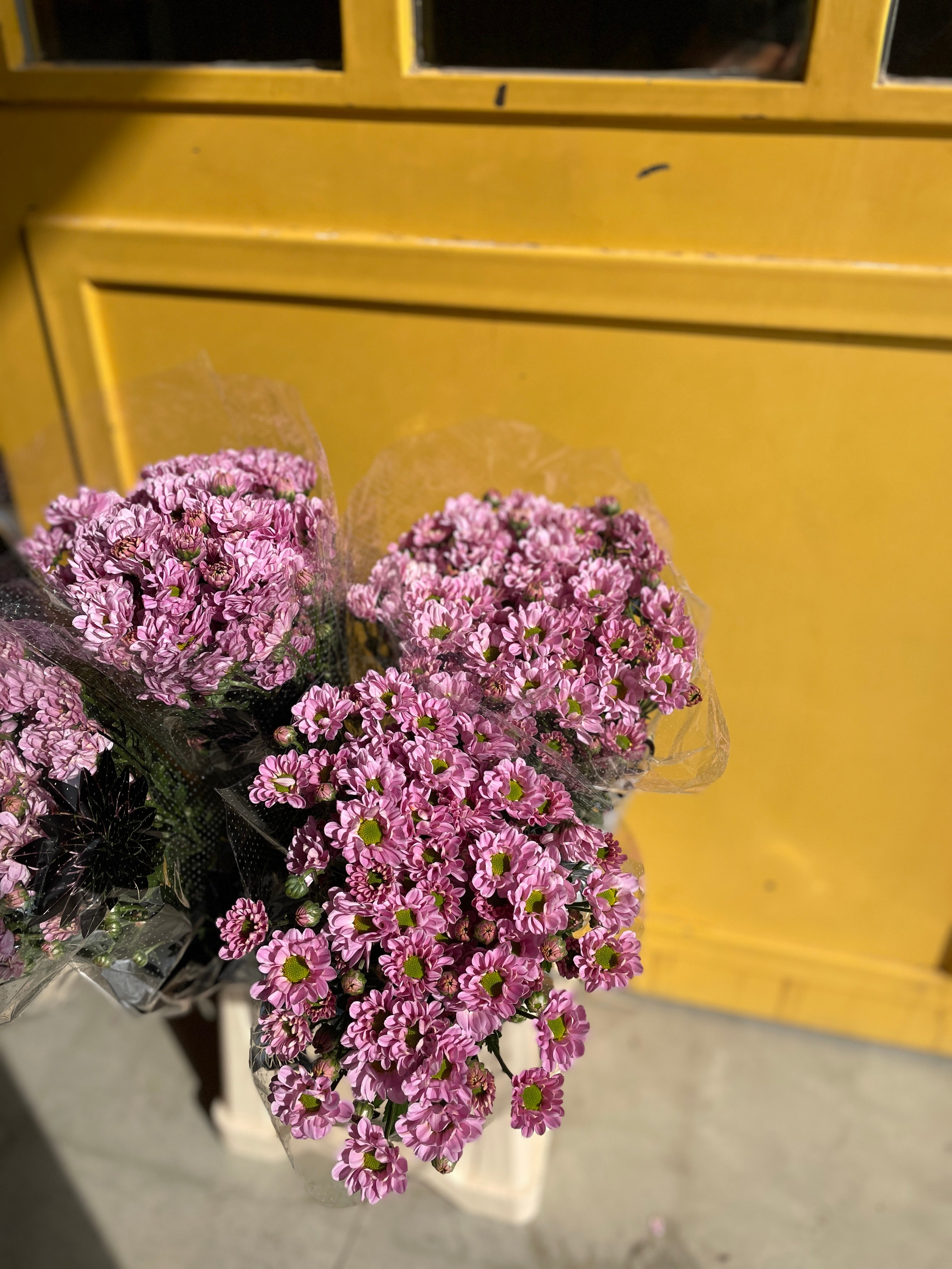 Chrysanthemum santini Pink Green Ke كرسانثيوم