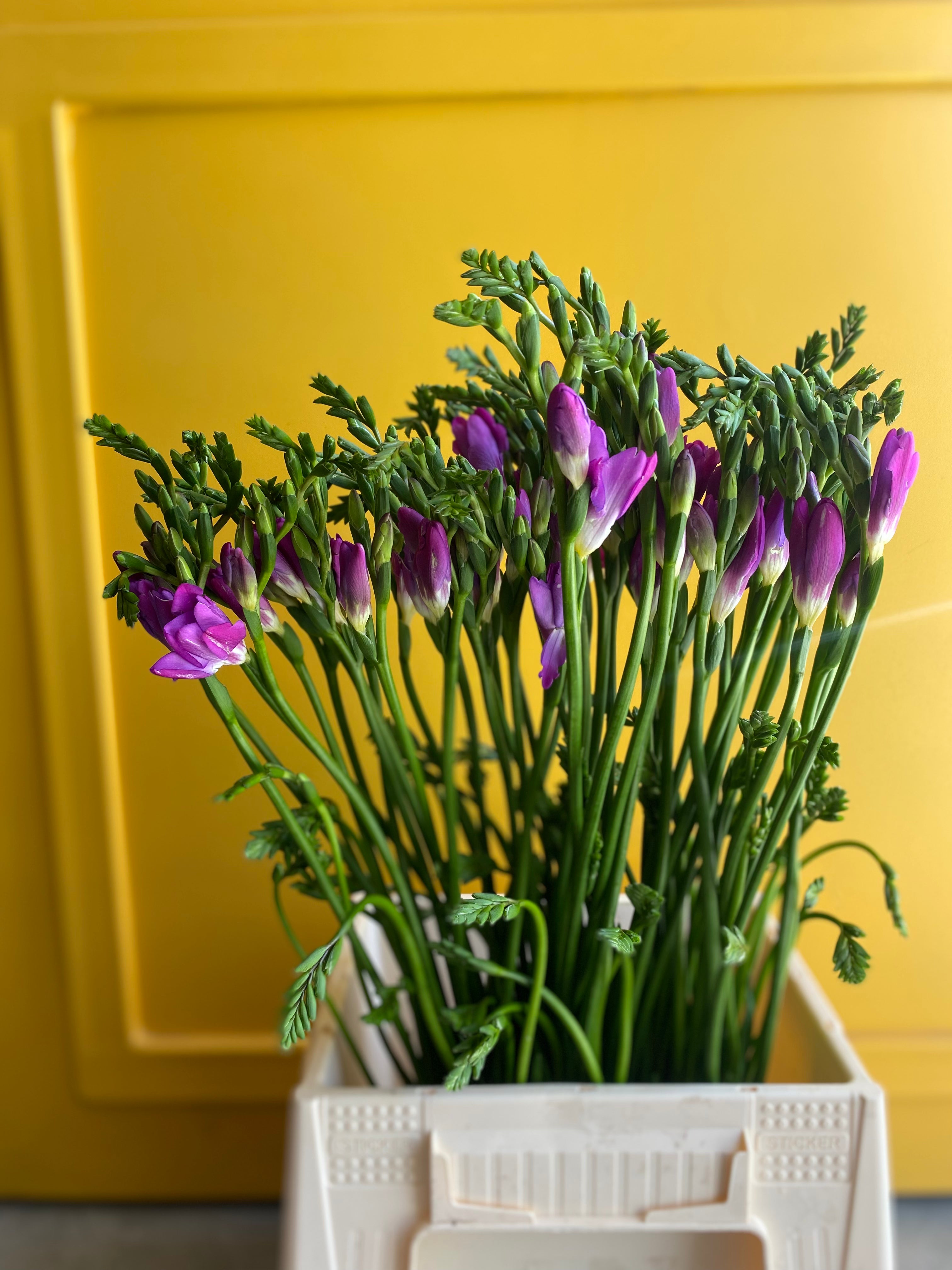 Freesia Purple فريزا