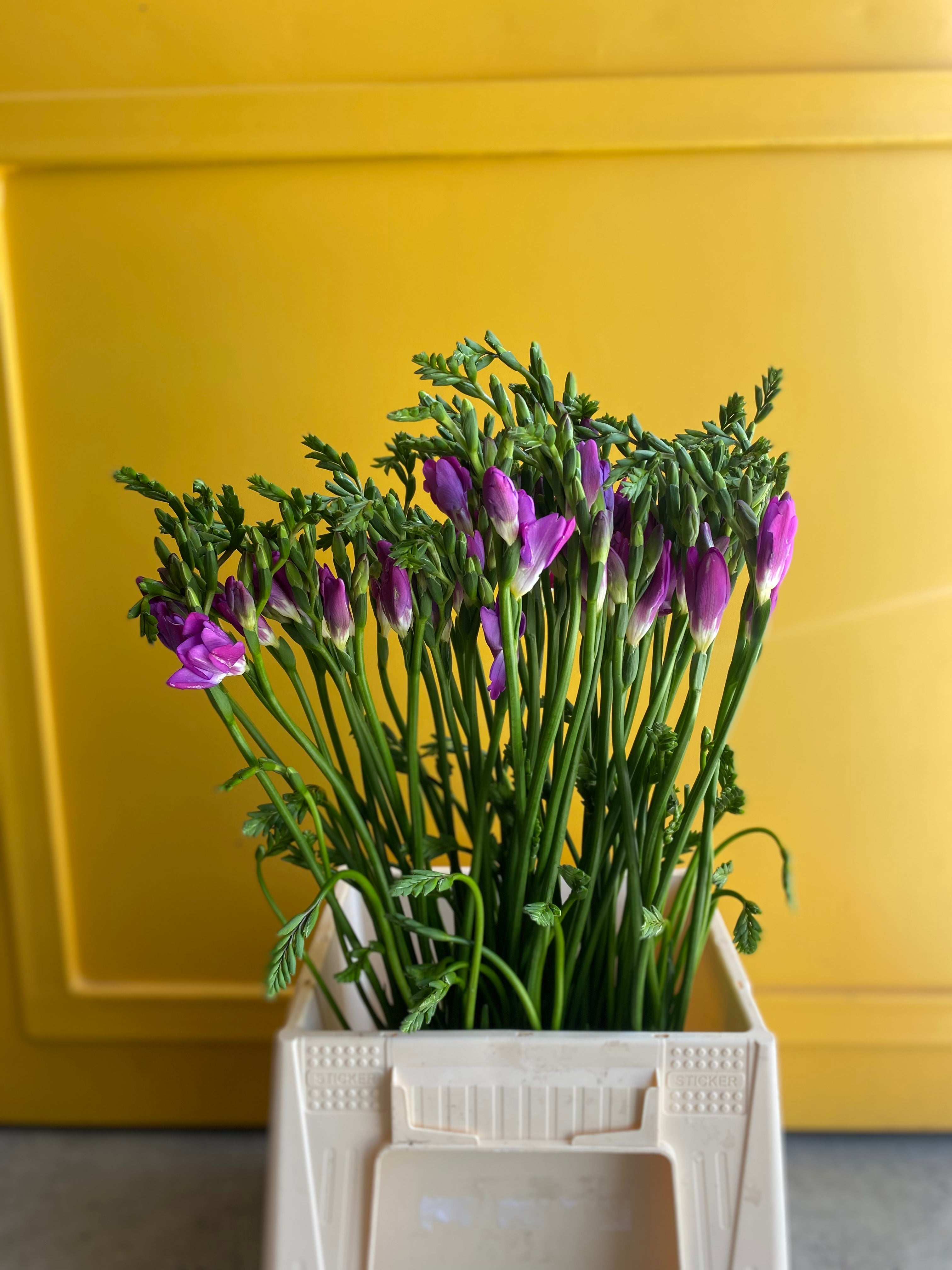 Freesia Purple فريزا