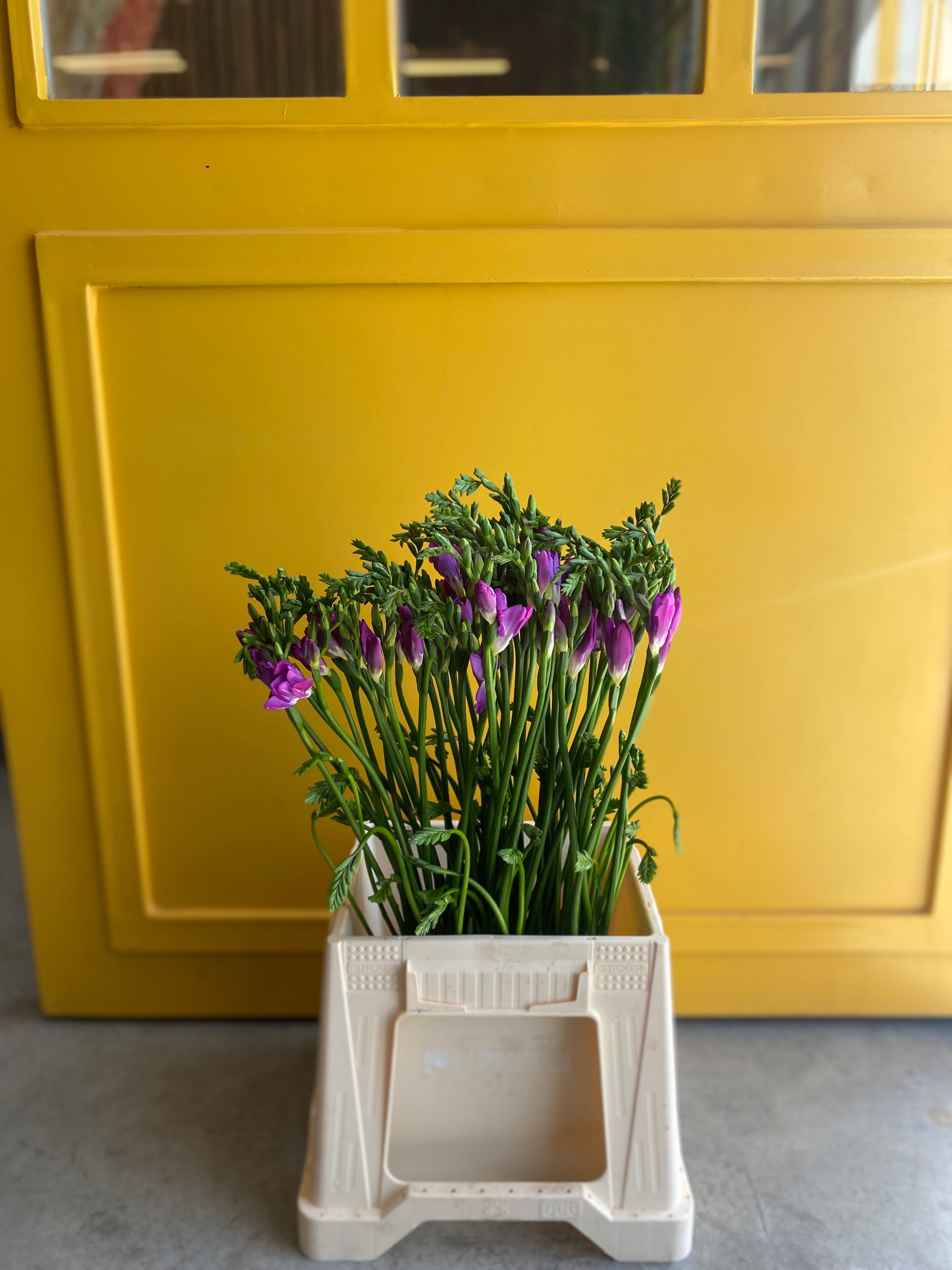 Freesia Purple فريزا