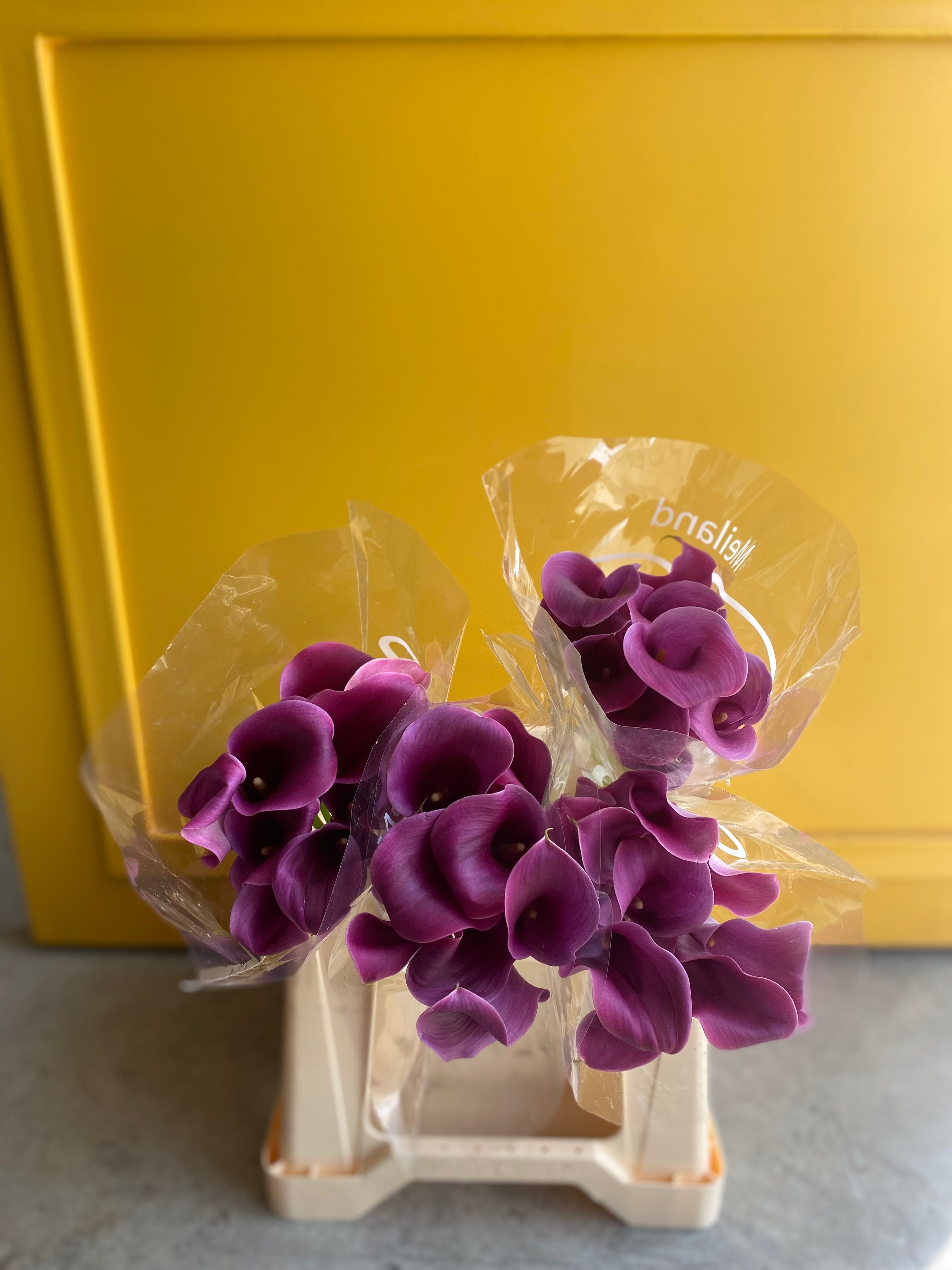 Calla Purple Holland