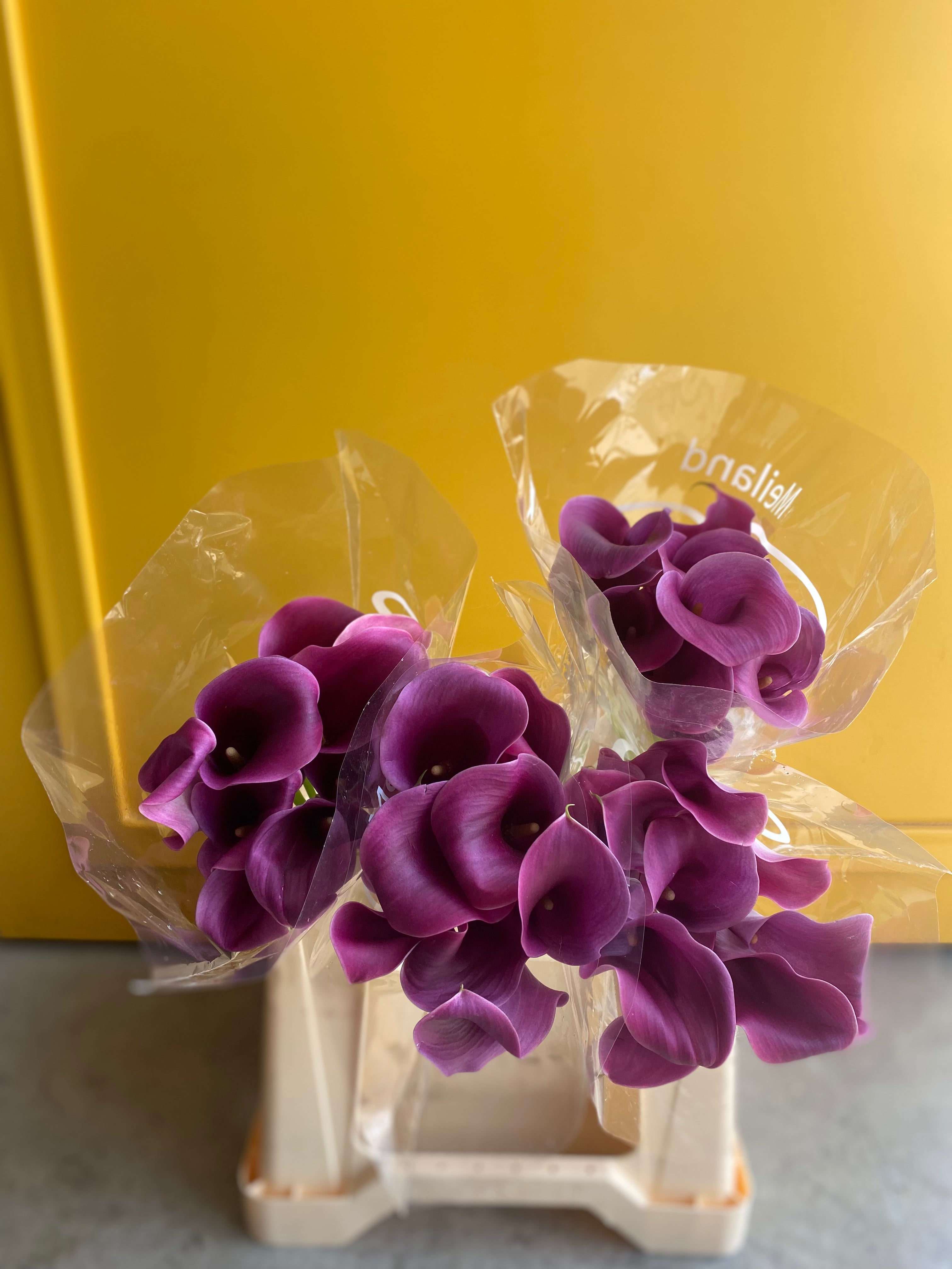 Calla Purple Holland