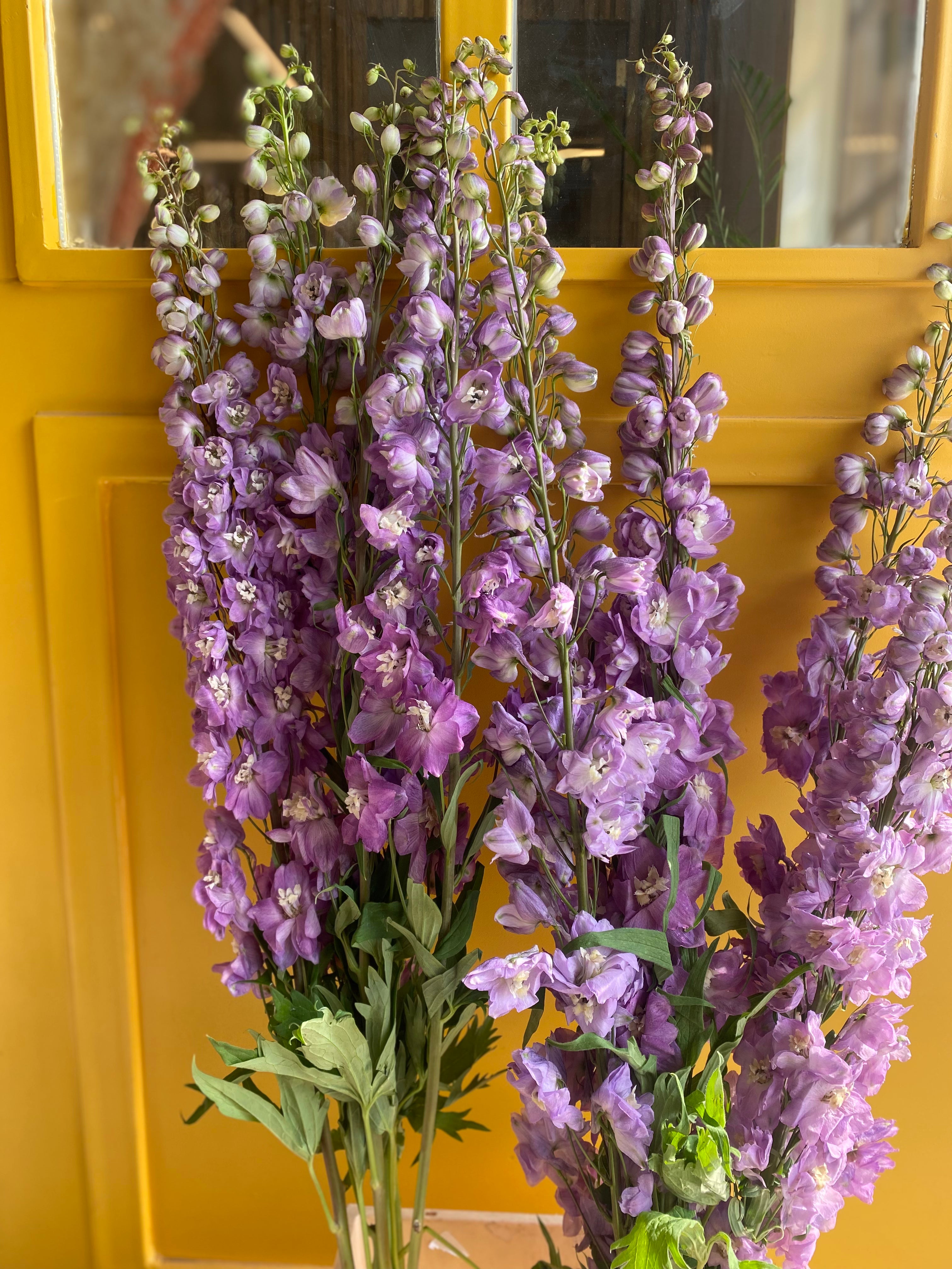 Delphinium magic purple دلفينيوم