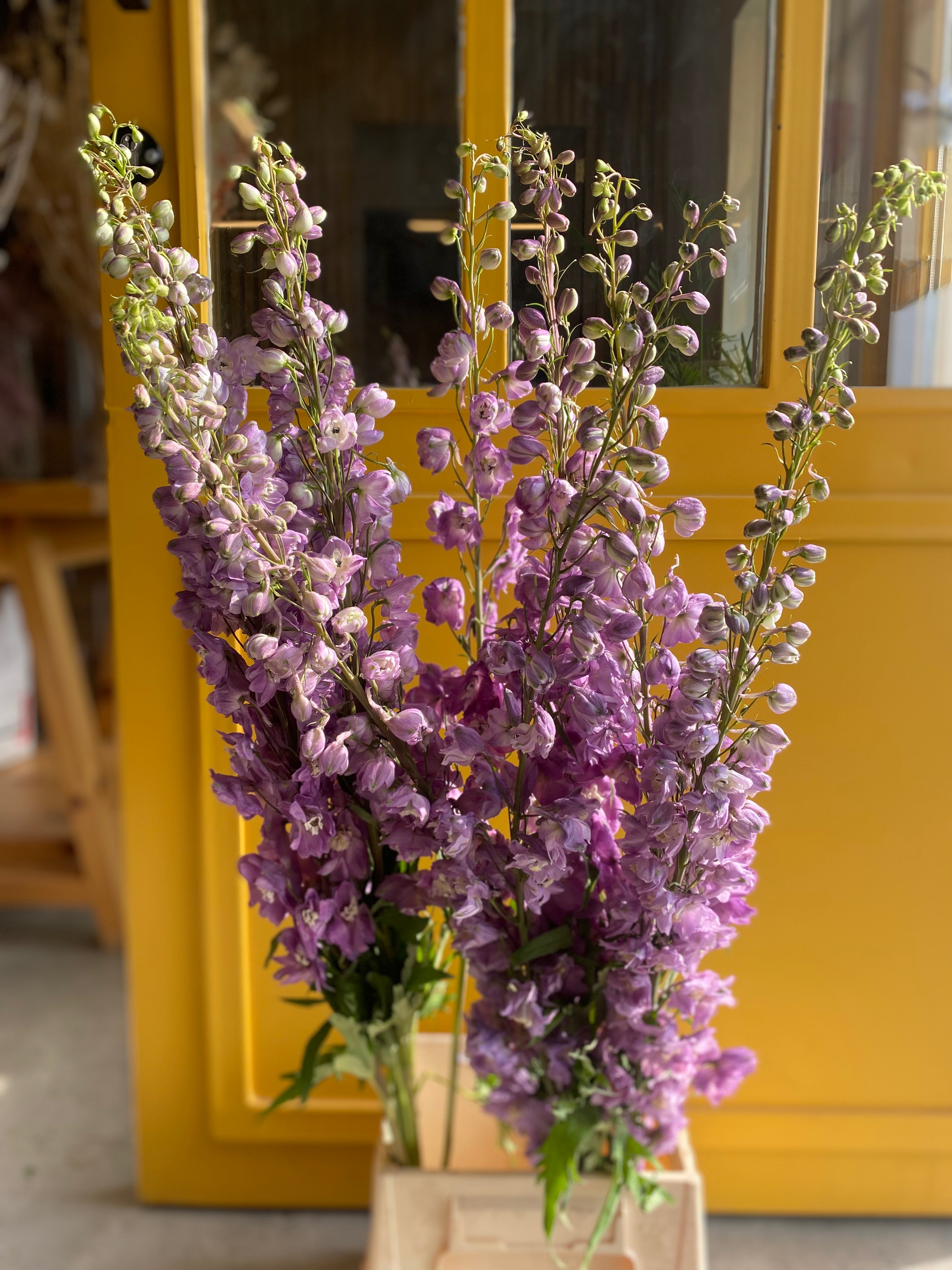 Delphinium magic purple دلفينيوم